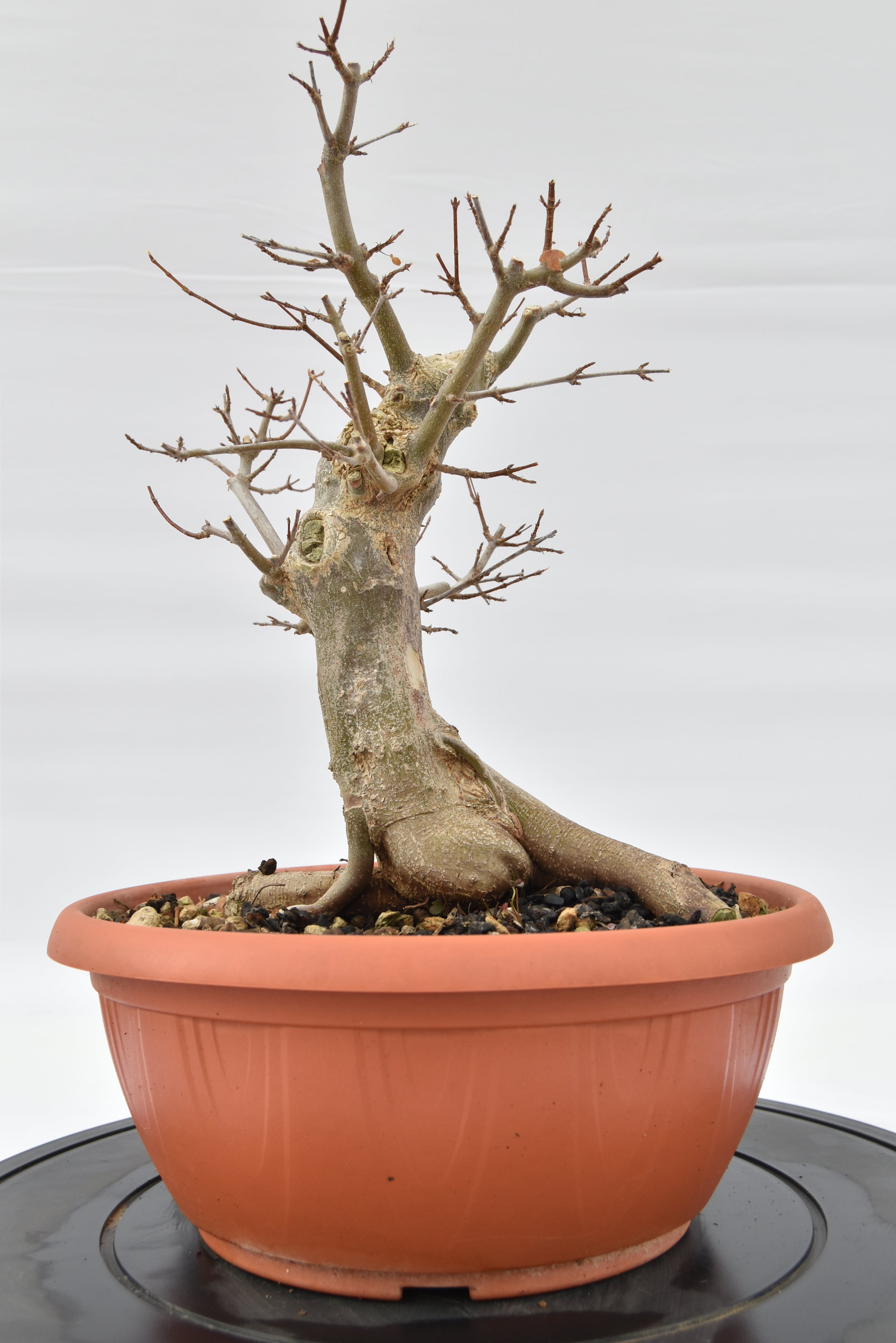 Acero Tridente € 220 | La Gemma del bonsai