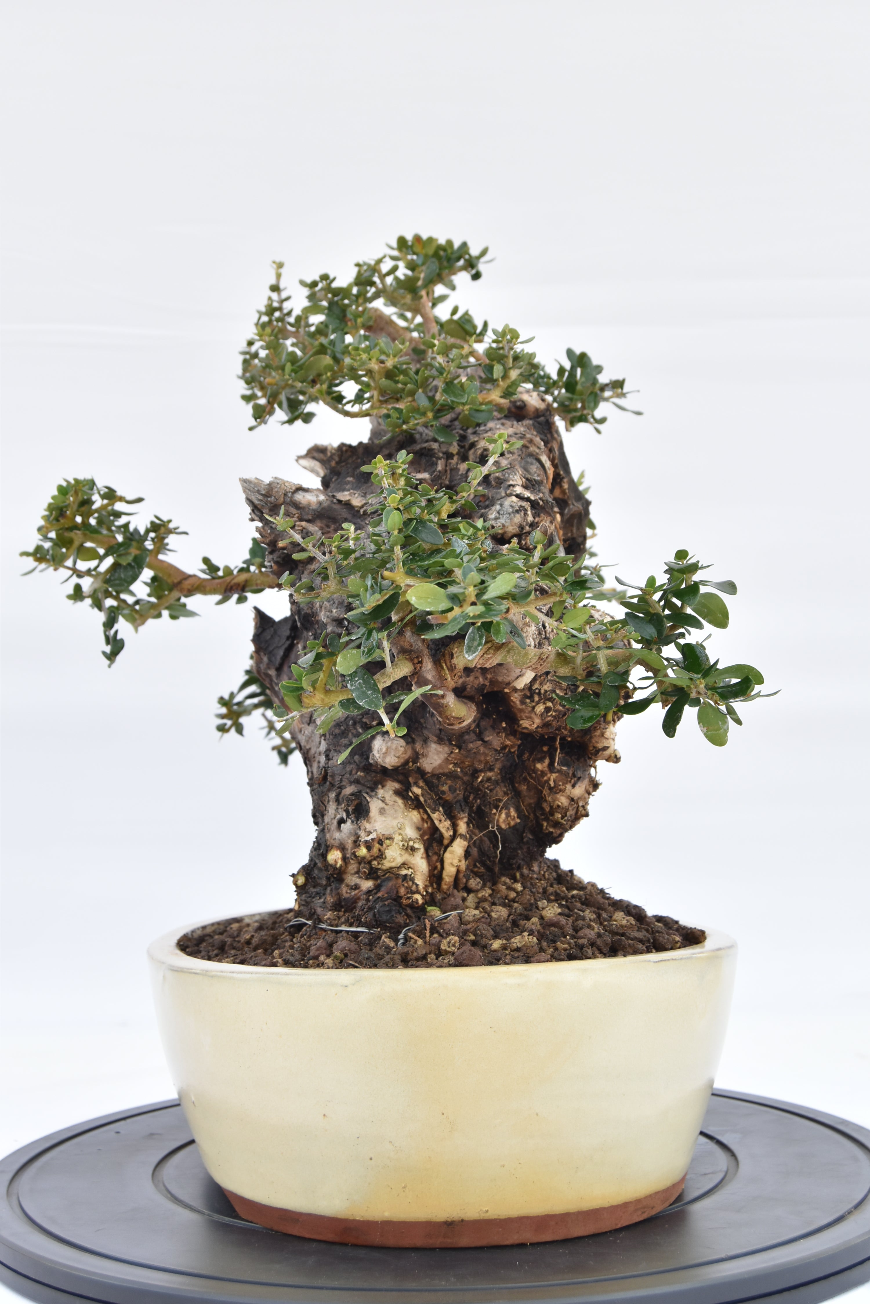 Olivastro € 420 | La Gemma del bonsai