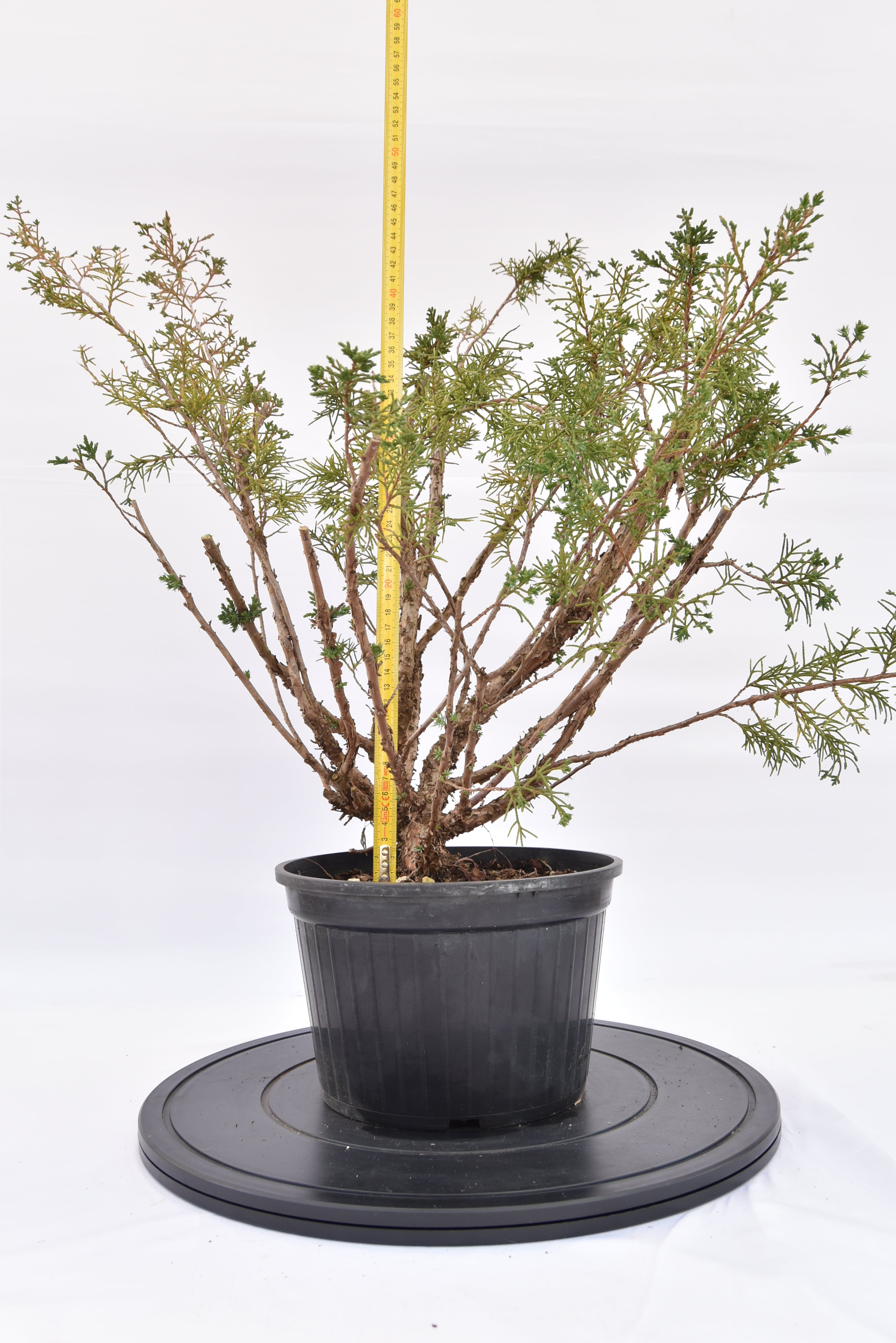 Ginepro Kishu € 100 | La Gemma del bonsai