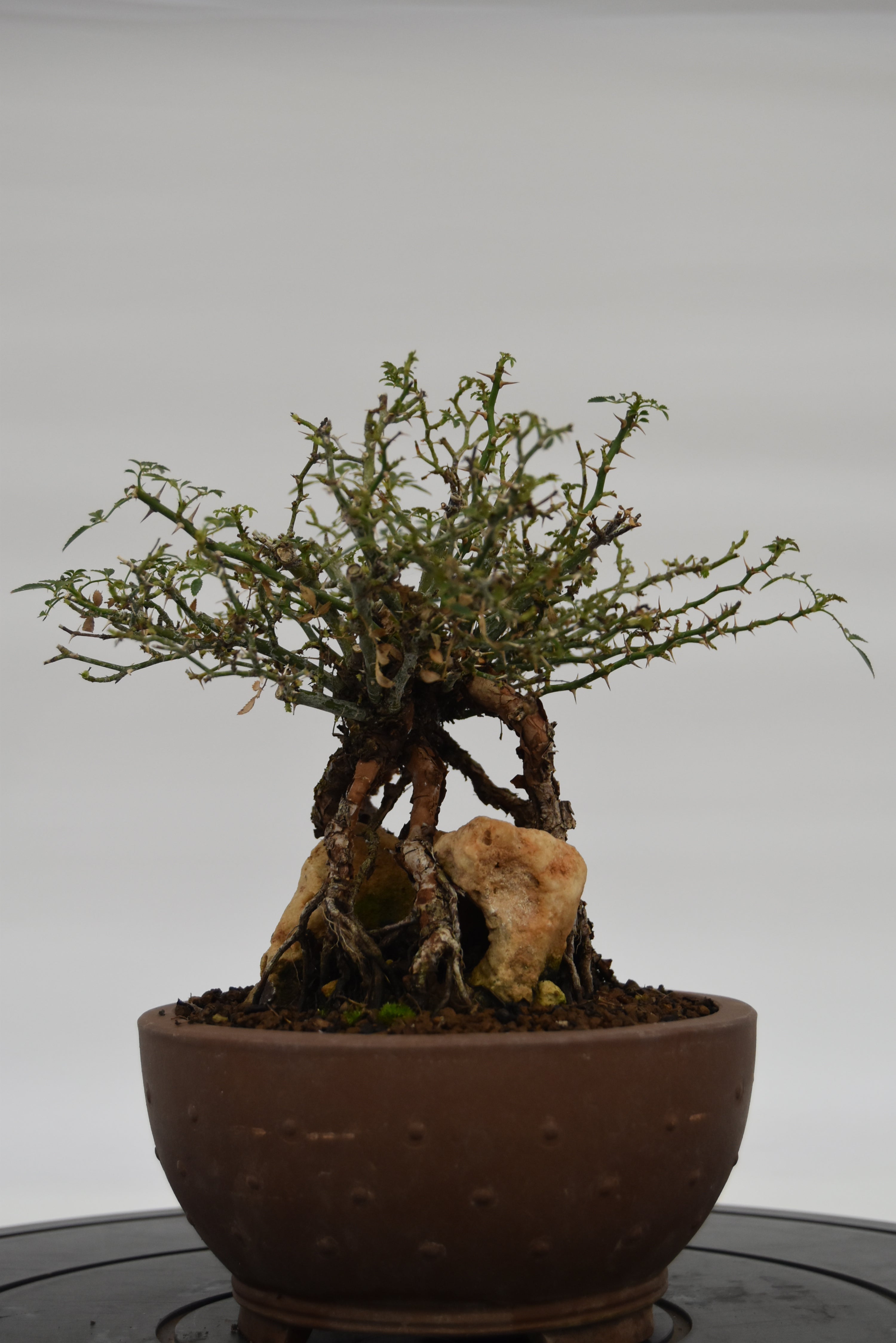 Rosa Japan € 220 | La Gemma del bonsai