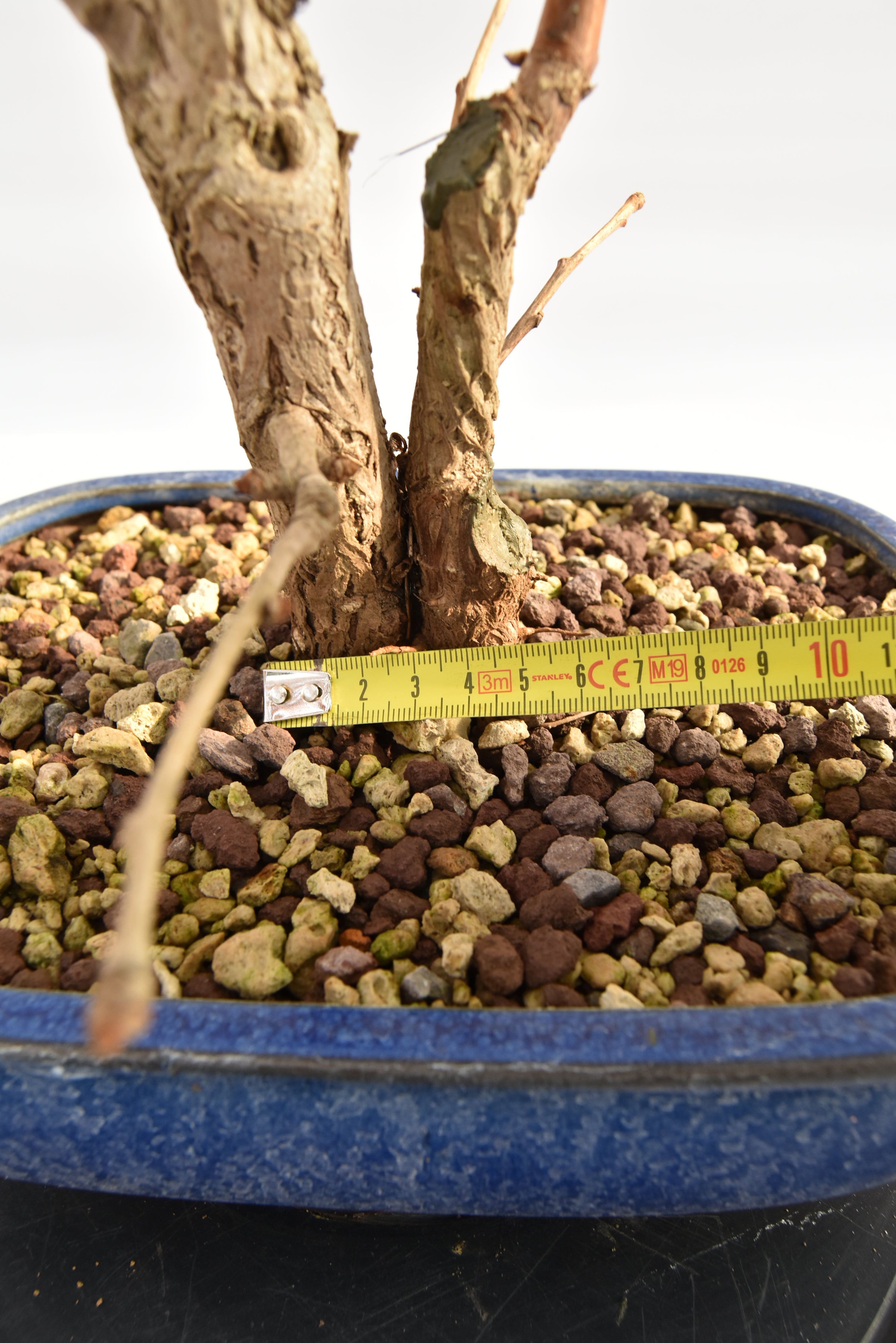 Ginkgo Biloba € 220 | La Gemma del bonsai