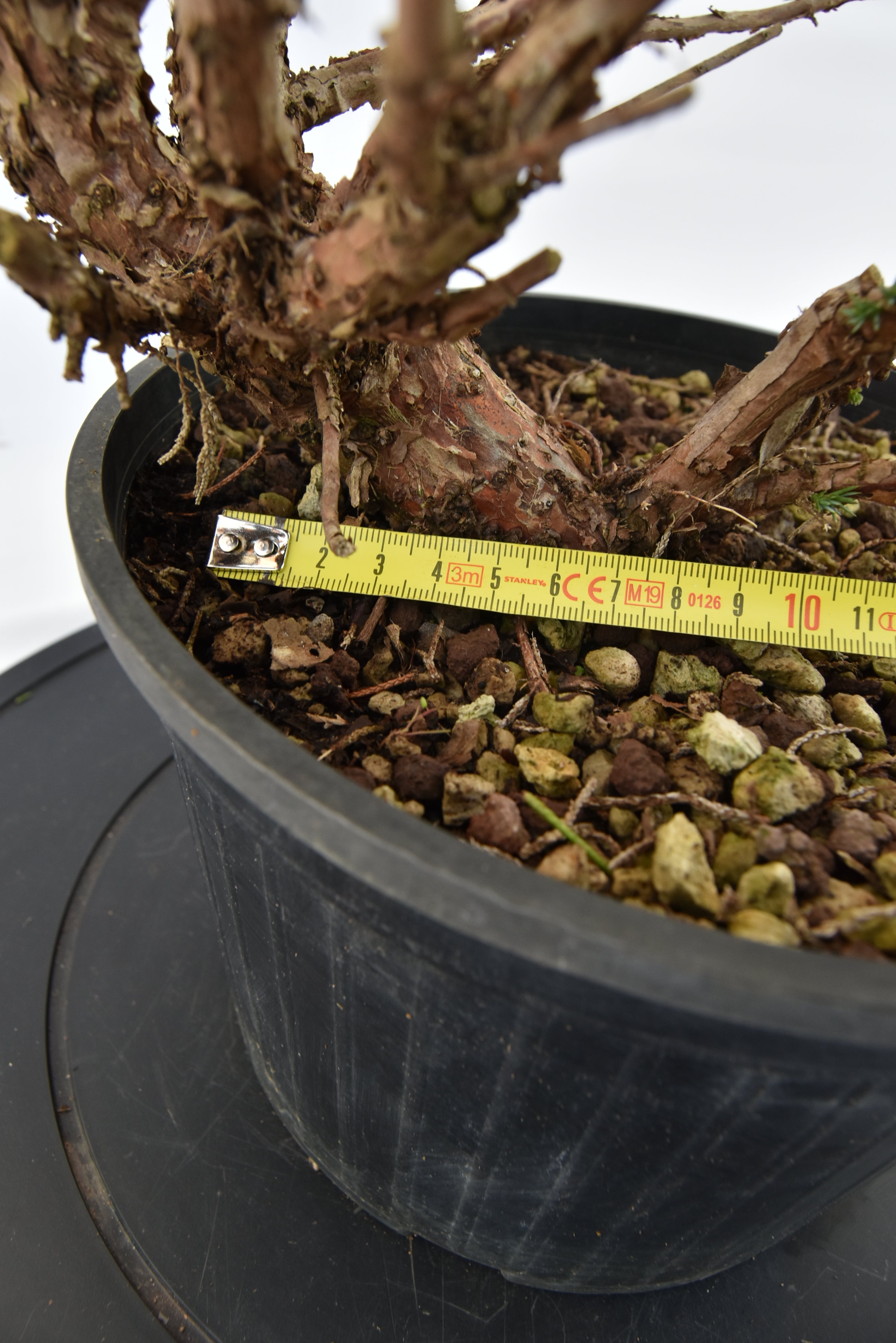 Ginepro Kishu € 100 | La Gemma del bonsai