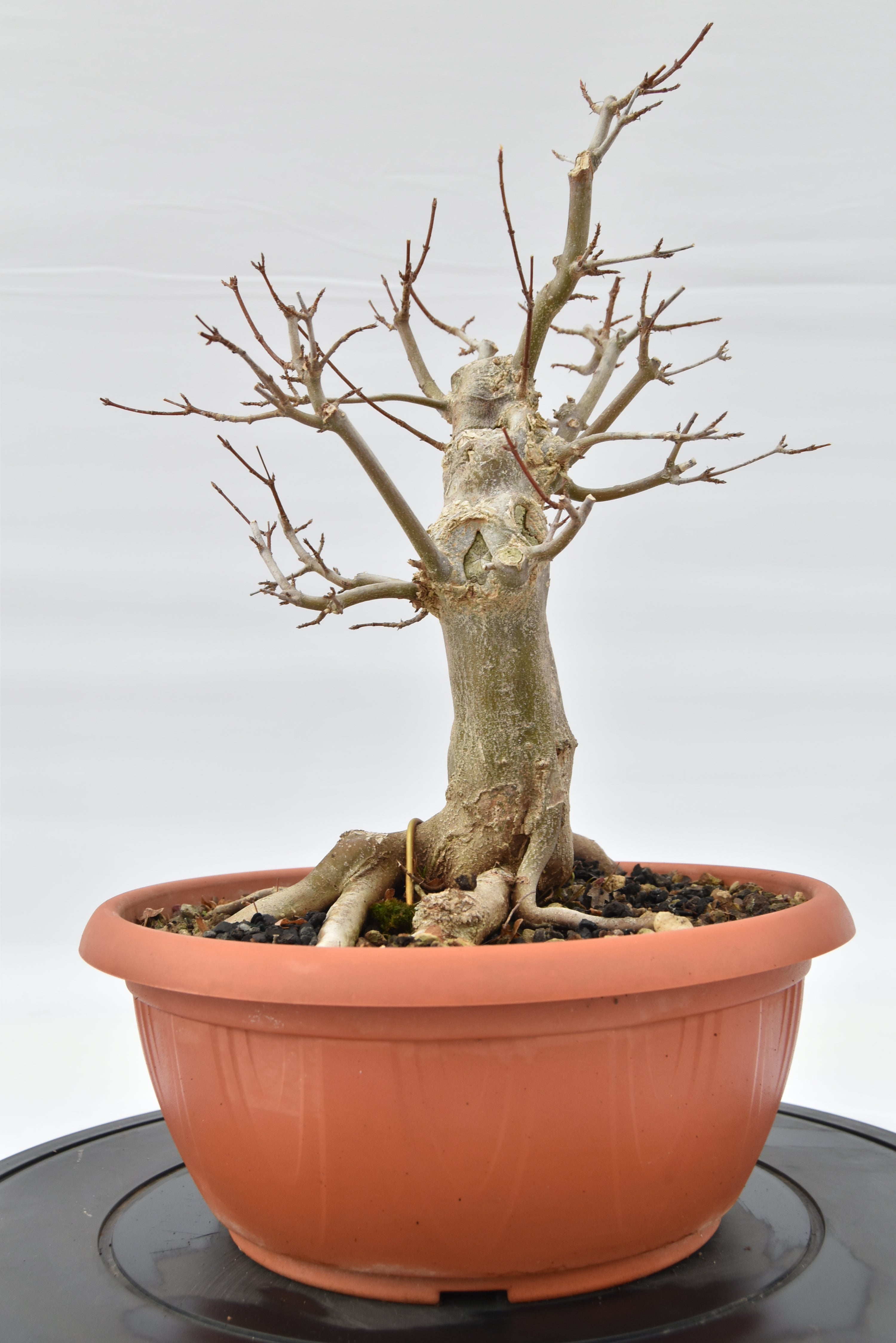 Acero Tridente € 220 | La Gemma del bonsai