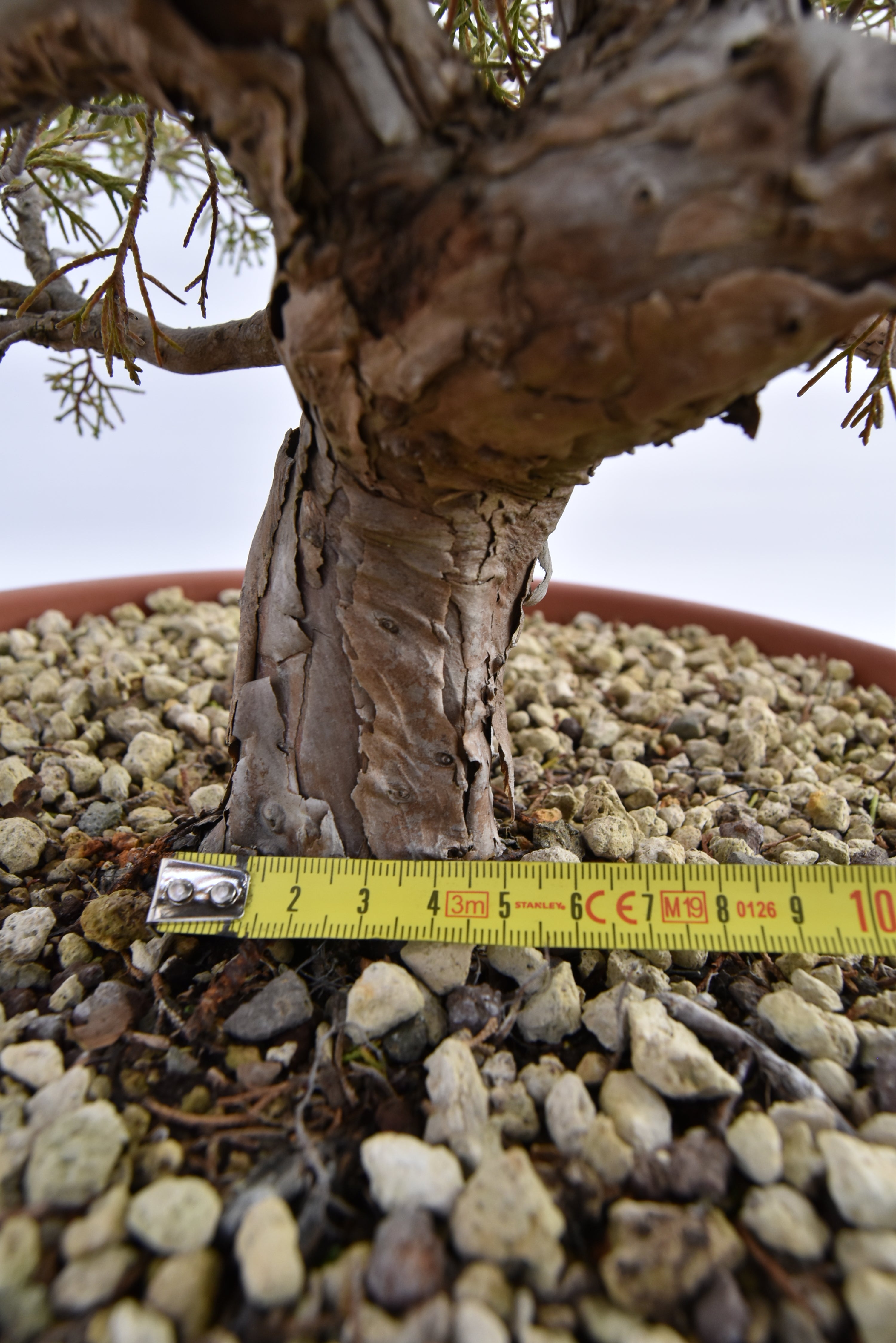 Ginepro Itoigawa € 380 | La Gemma del bonsai