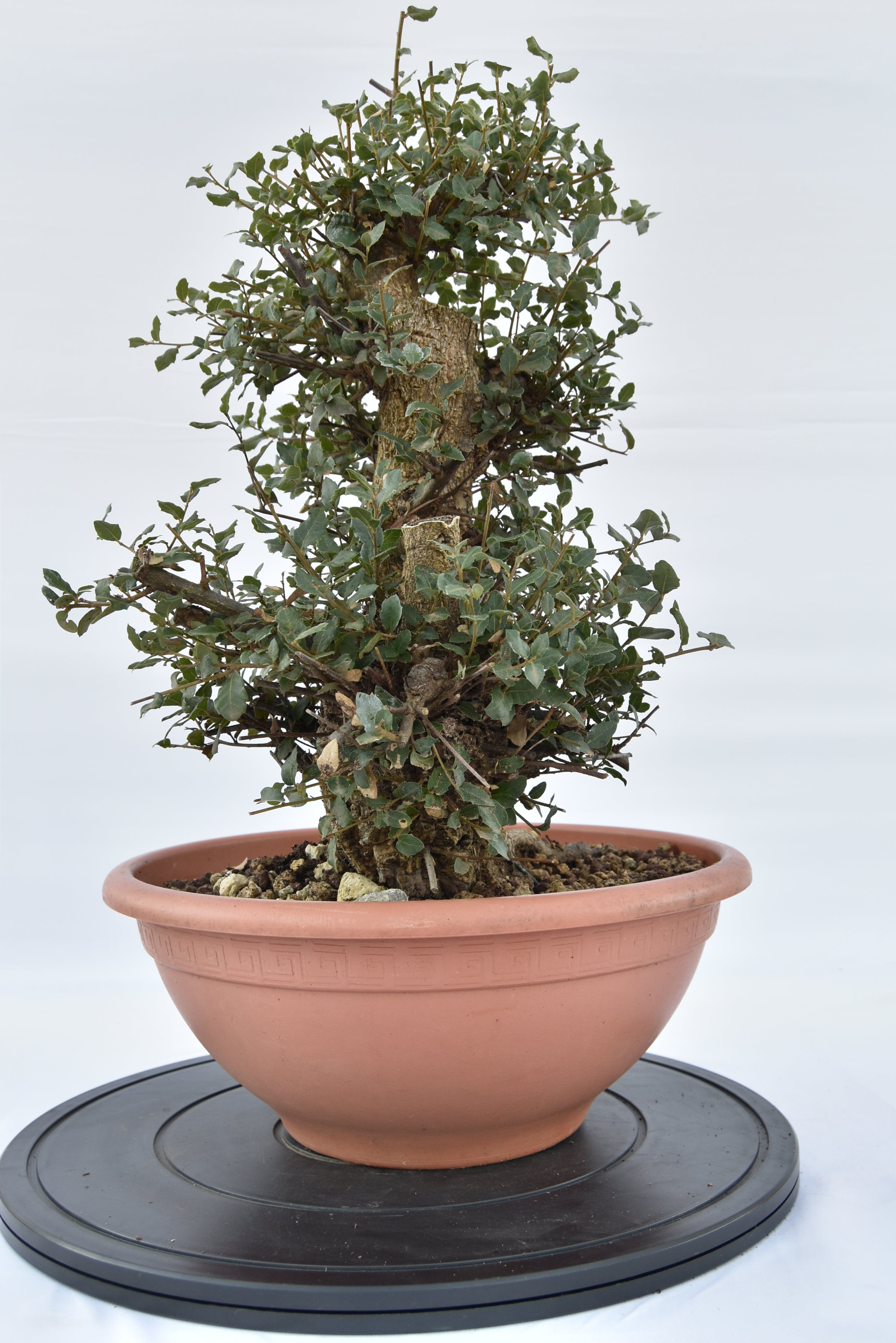 Quercia Sughera €380 | La Gemma del  bonsai