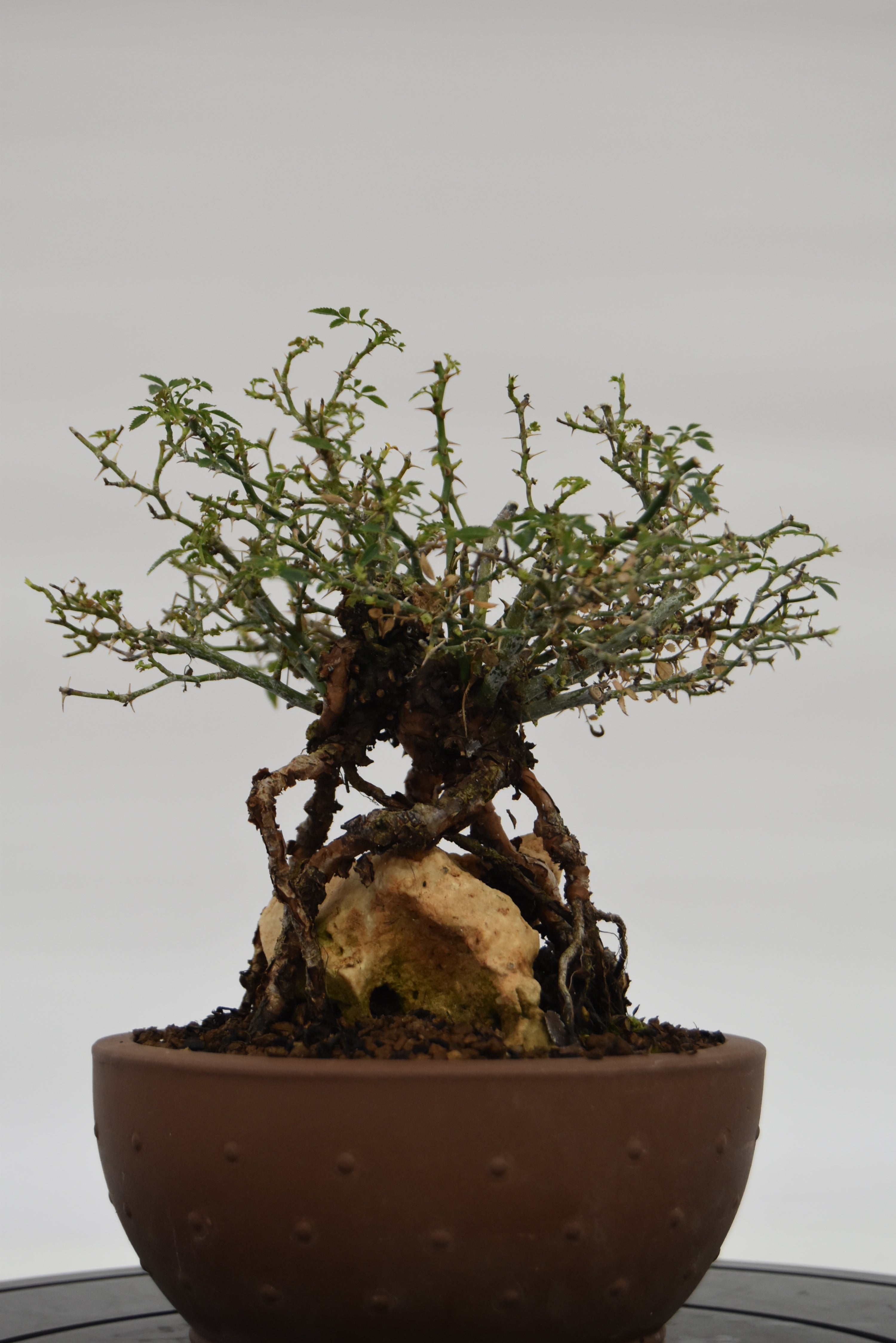 Rosa Japan € 220 | La Gemma del bonsai