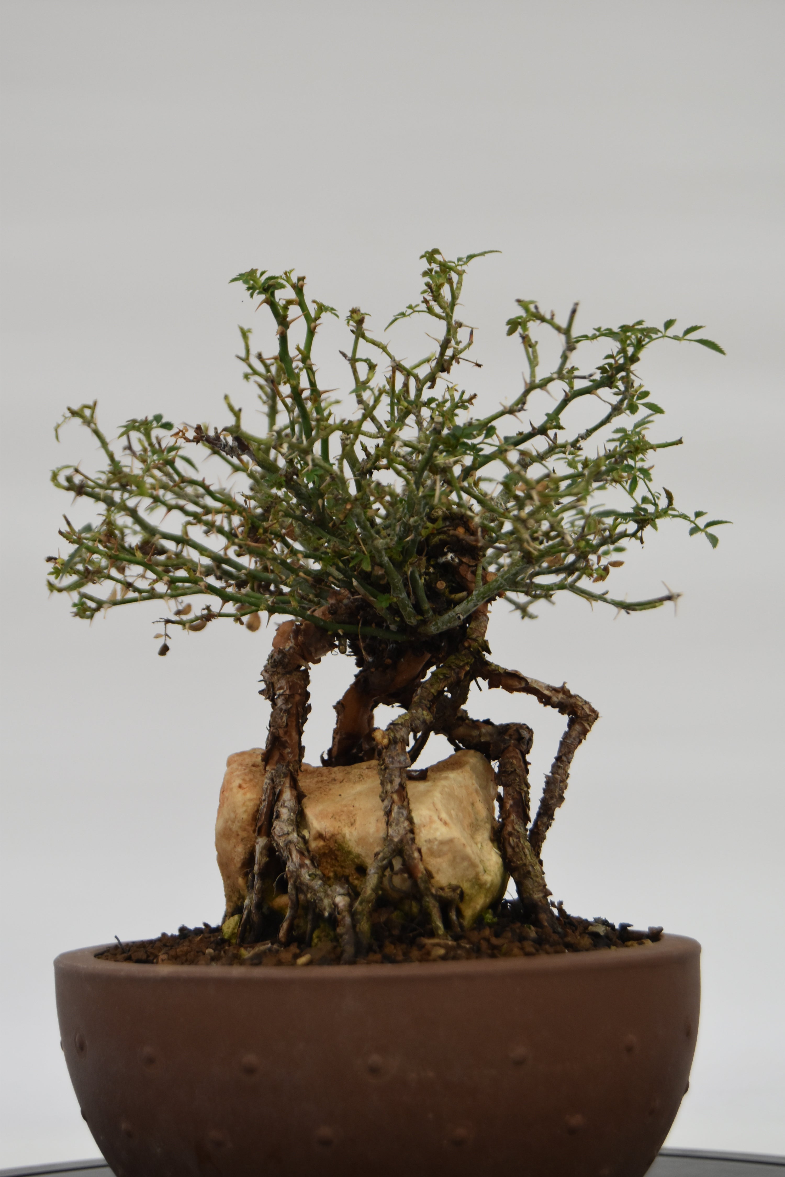 Rosa Japan € 220 | La Gemma del bonsai