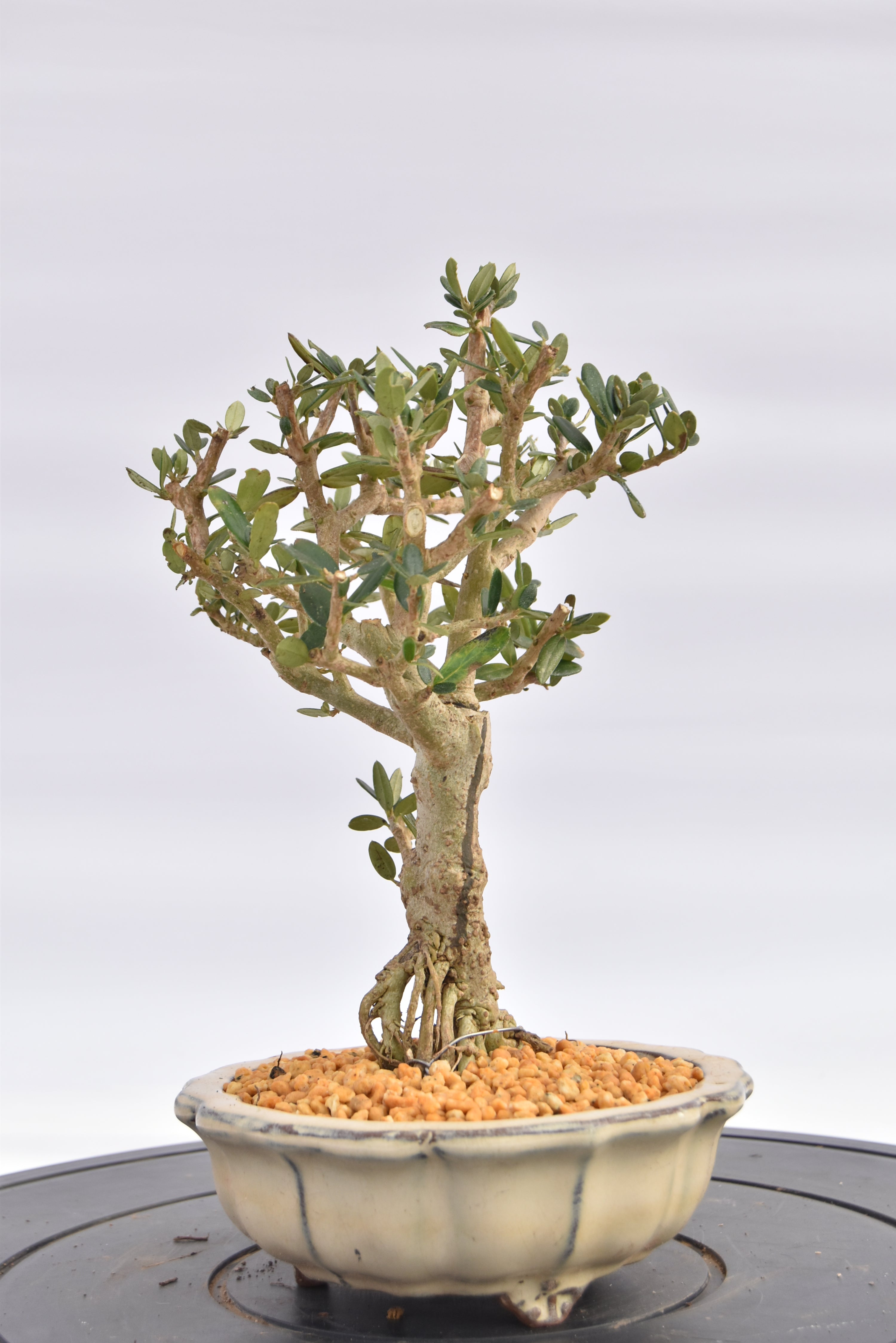 Olivastro € 150 | La Gemma del bonsai