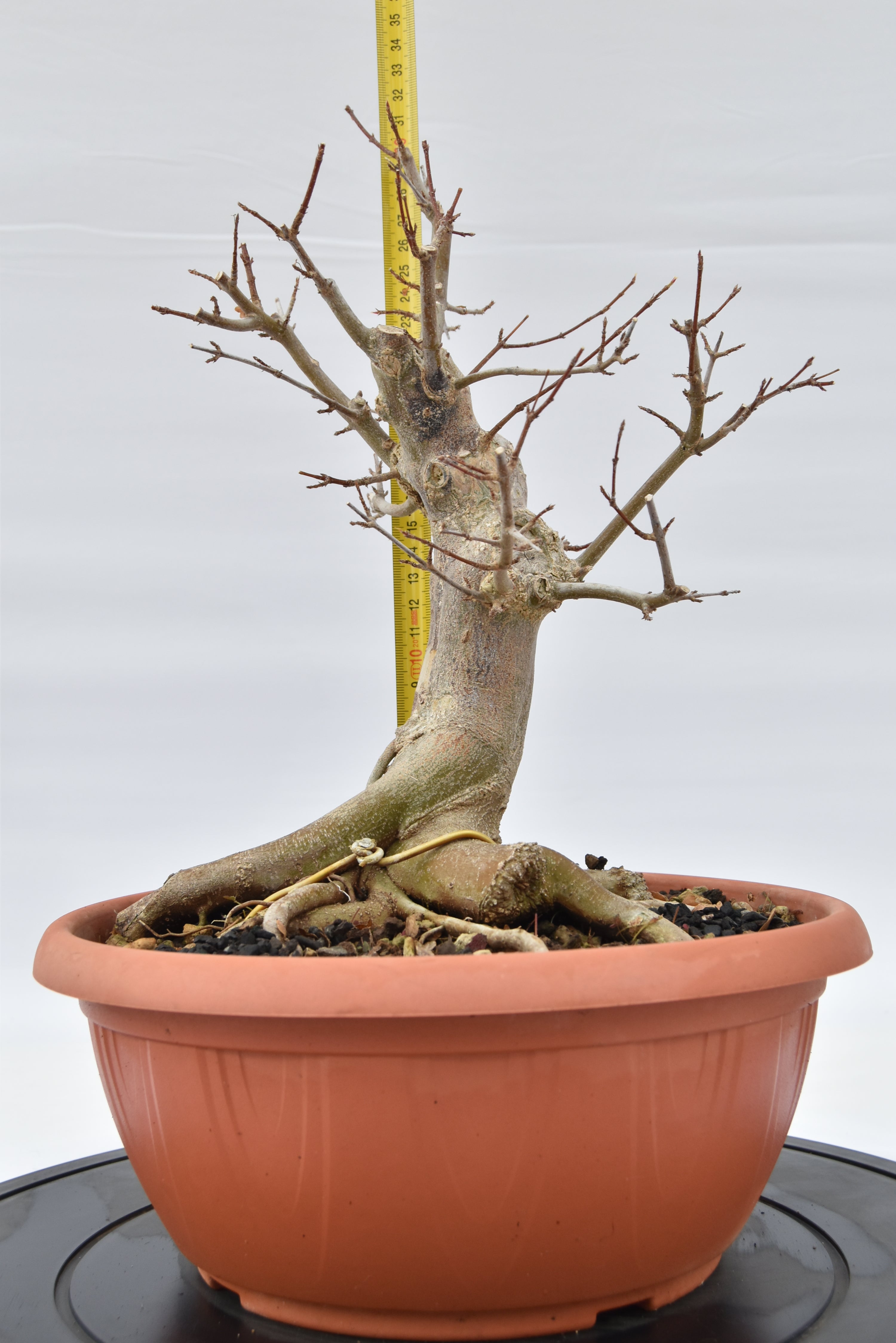 Acero Tridente € 220 | La Gemma del bonsai