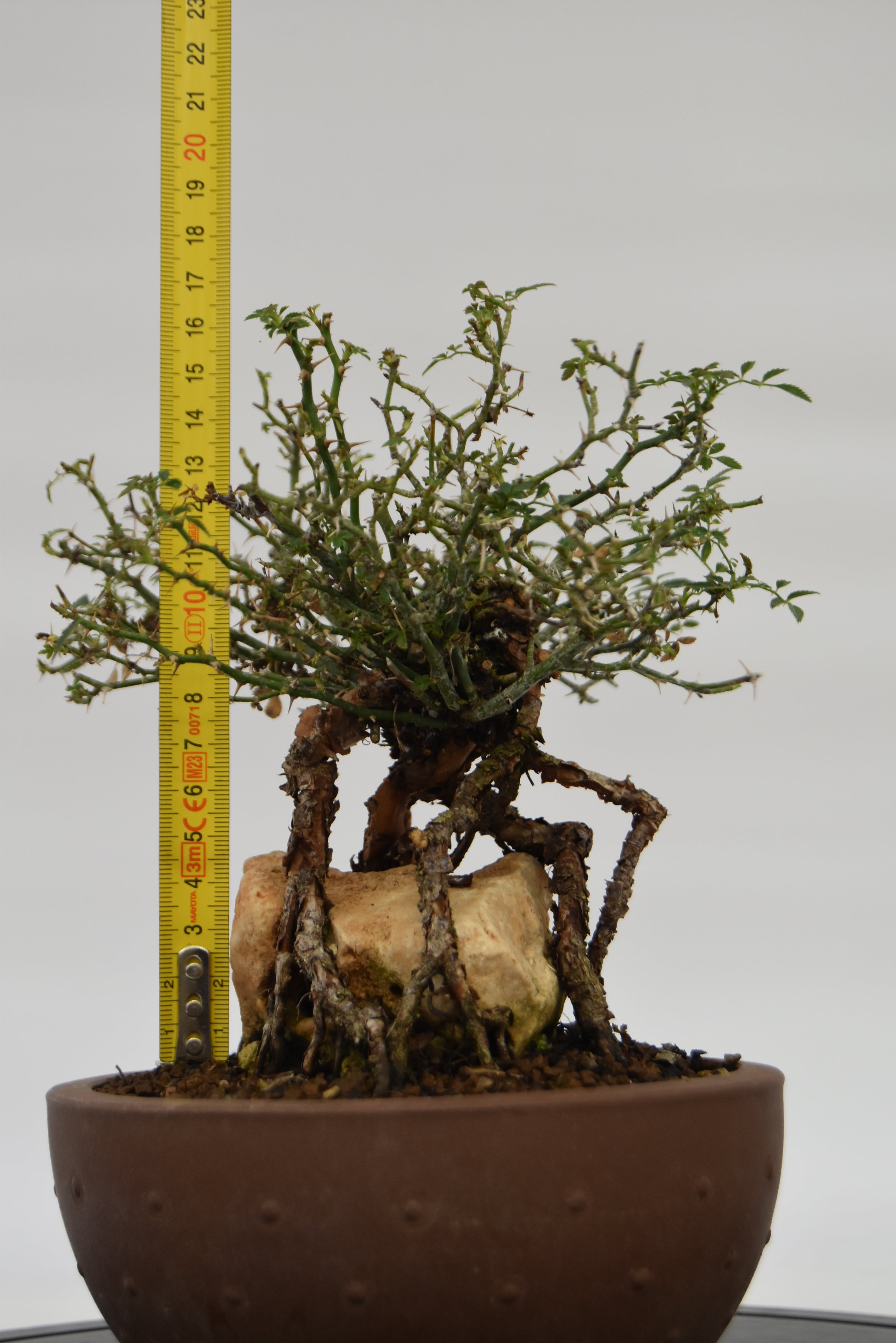 Rosa Japan € 220 | La Gemma del bonsai