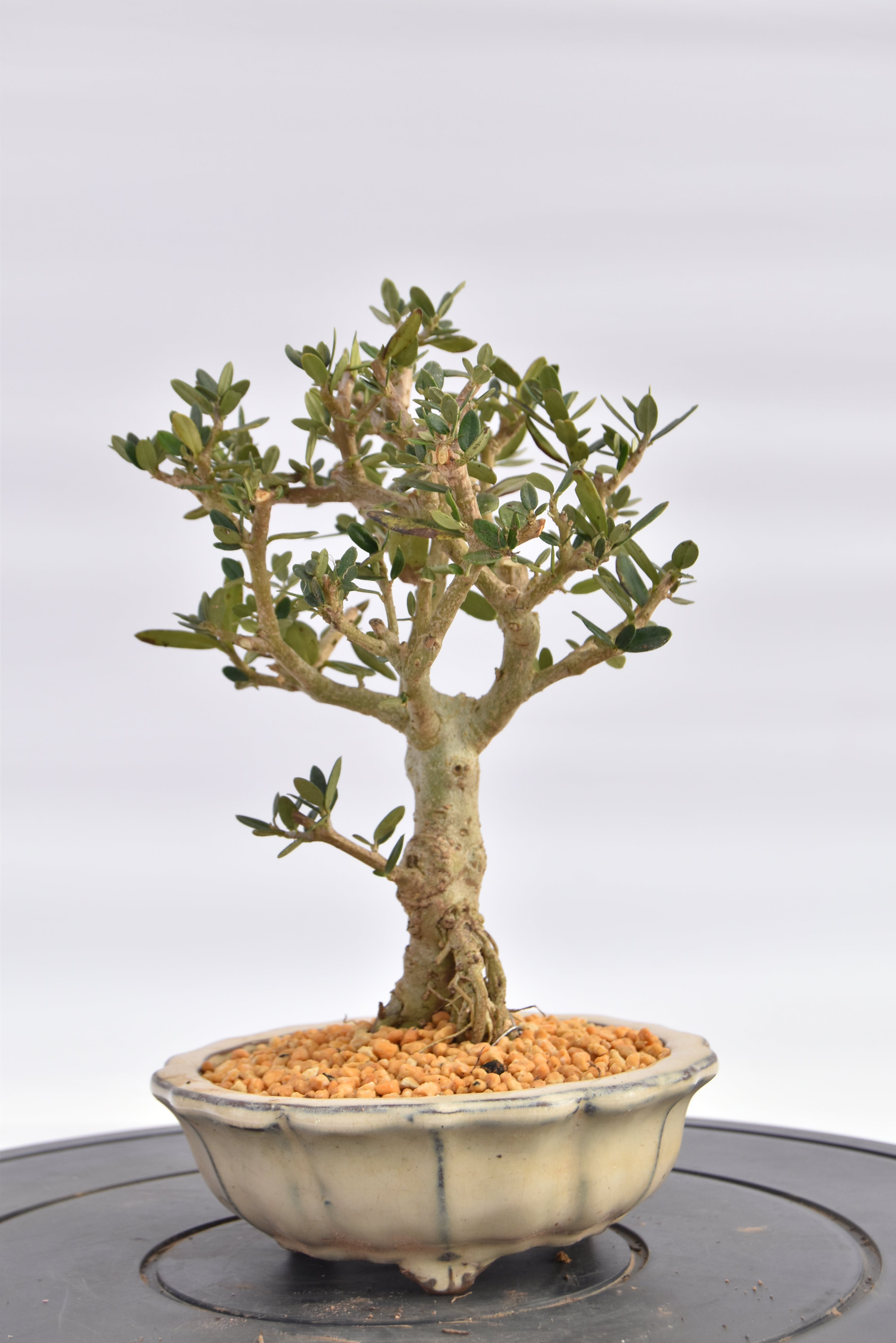 Olivastro € 150 | La Gemma del bonsai