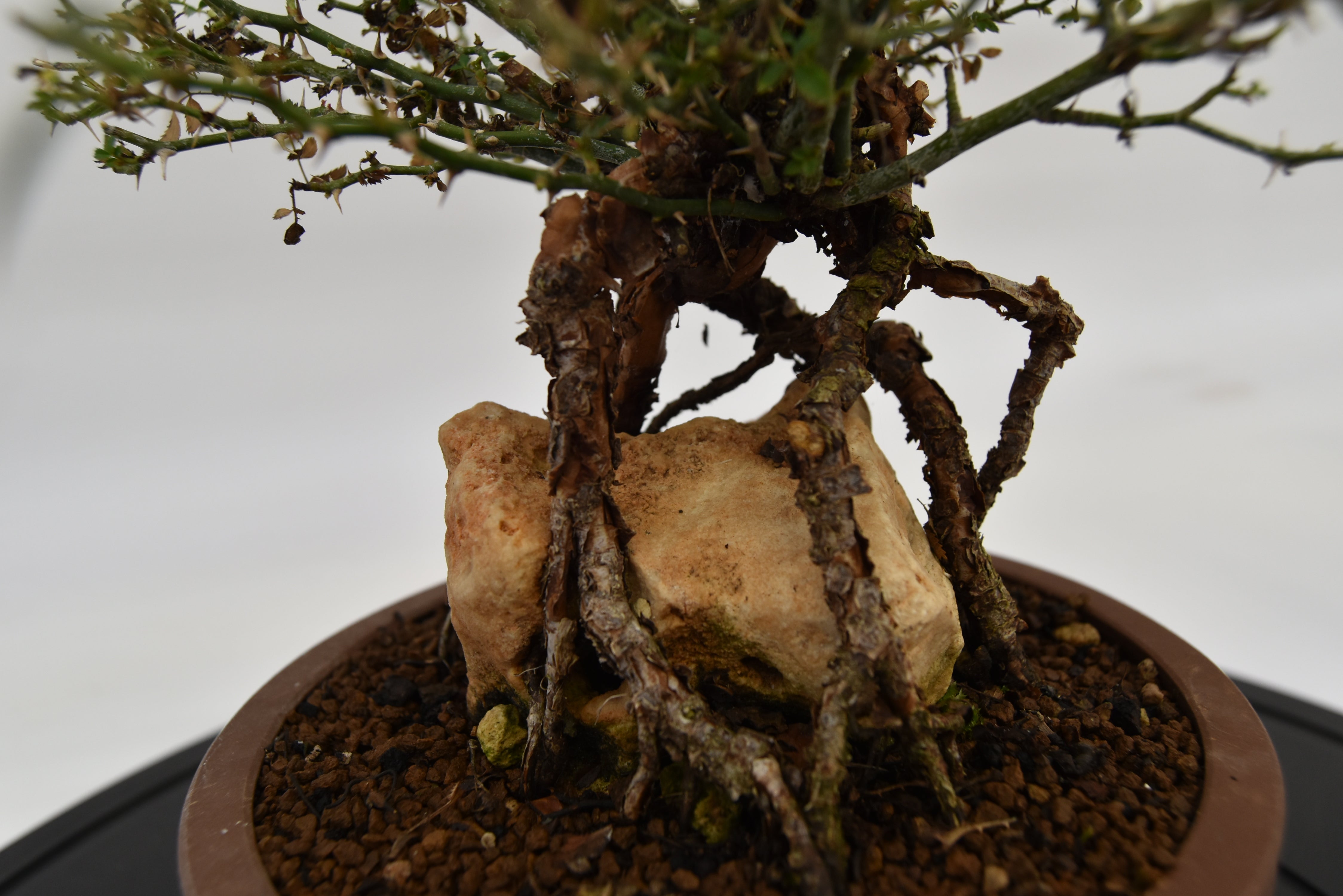 Rosa Japan € 220 | La Gemma del bonsai
