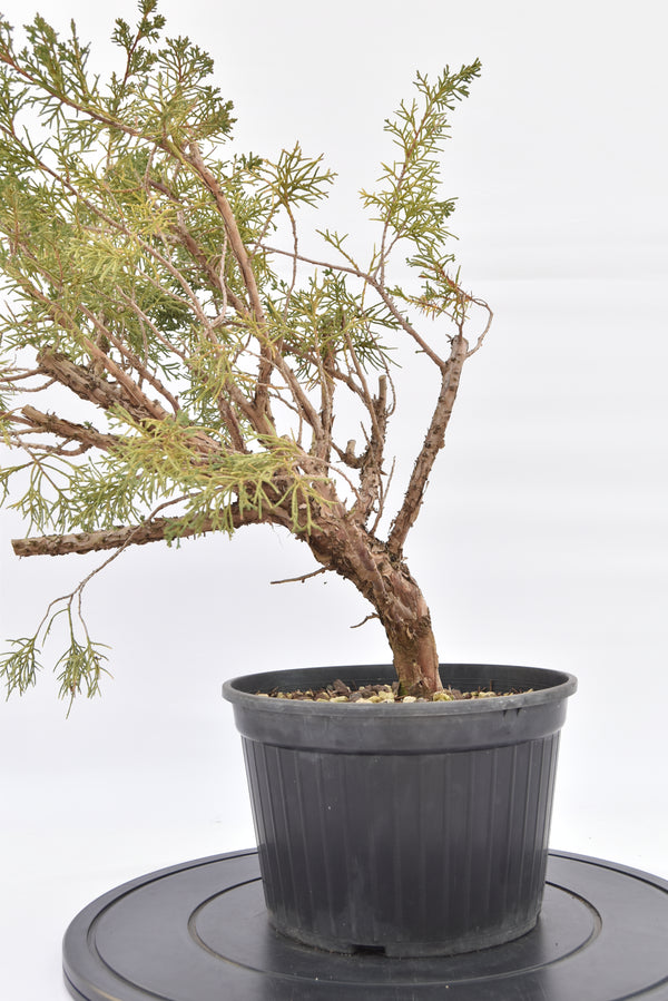 Ginepro Kishu € 100 | La Gemma del bonsai