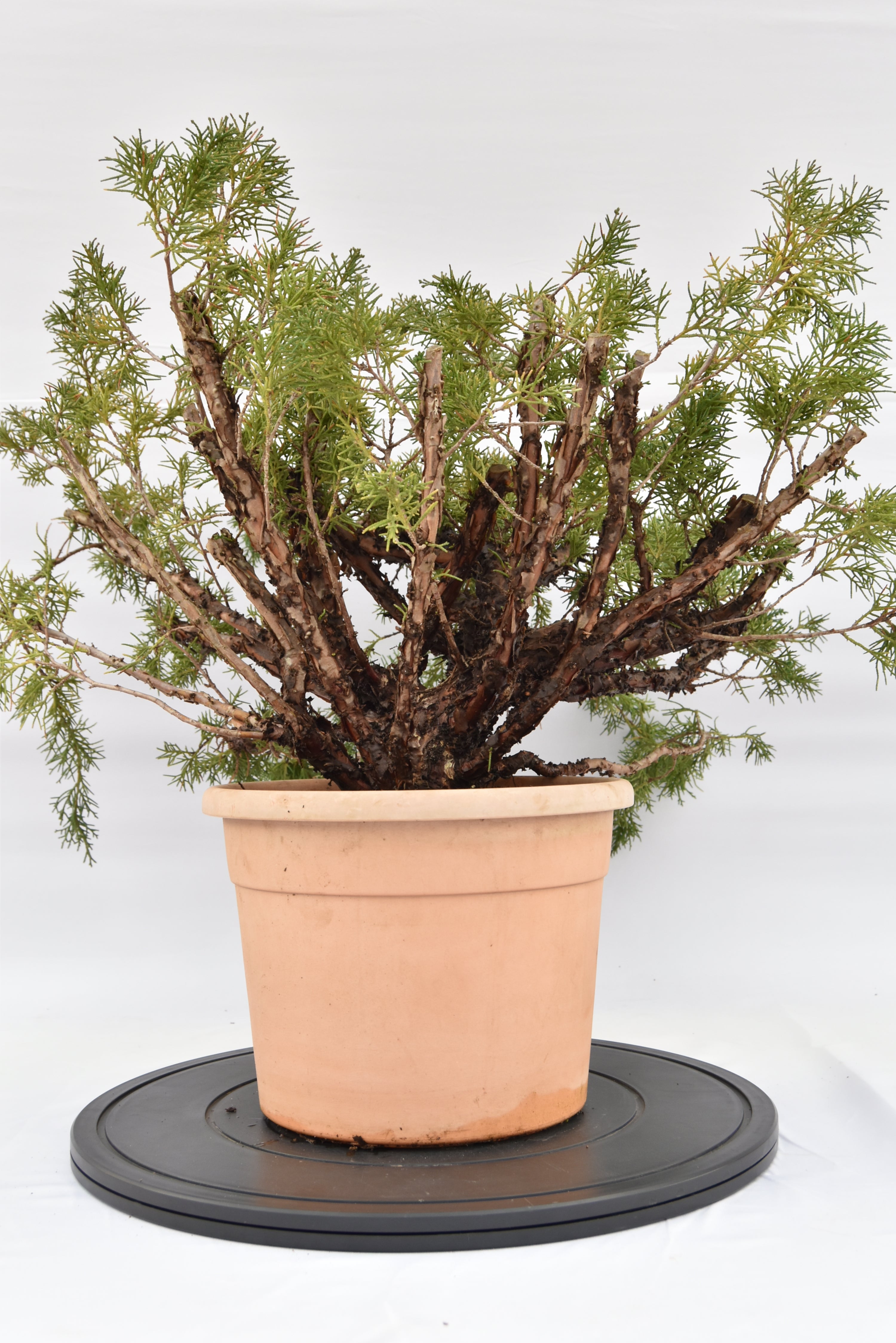 Ginepro Kishu € 100 | La Gemma del bonsai