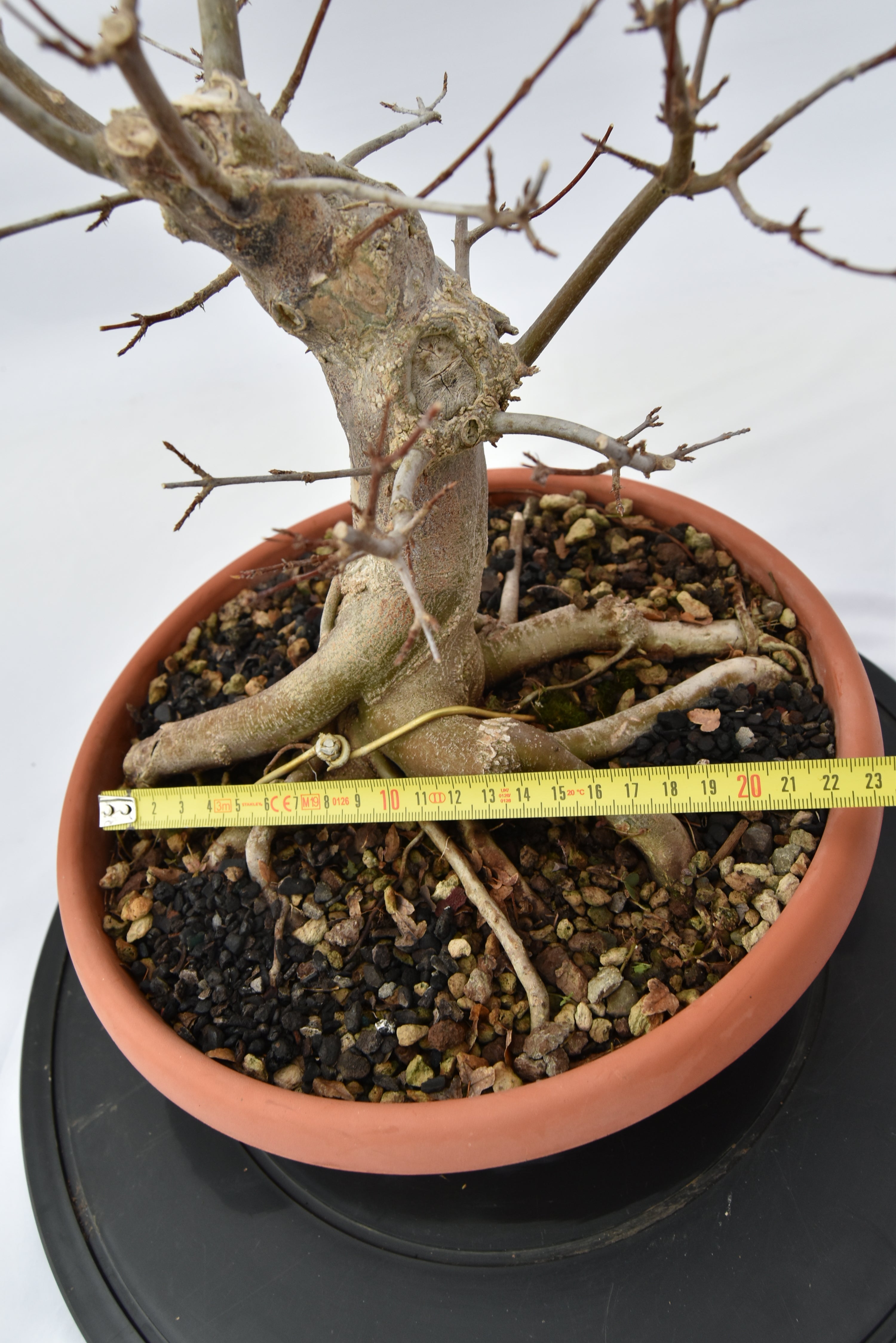 Acero Tridente € 220 | La Gemma del bonsai
