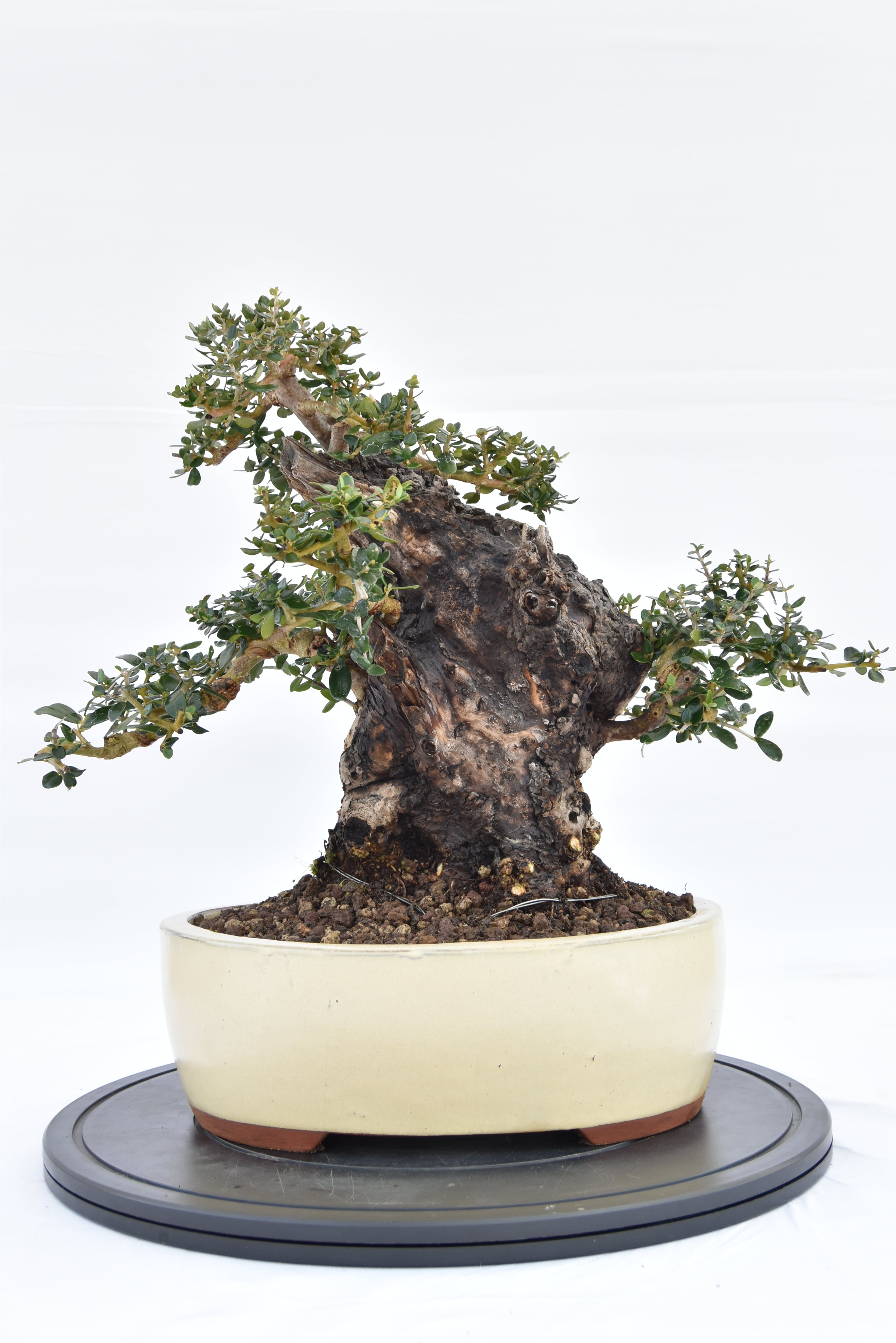 Olivastro € 420 | La Gemma del bonsai
