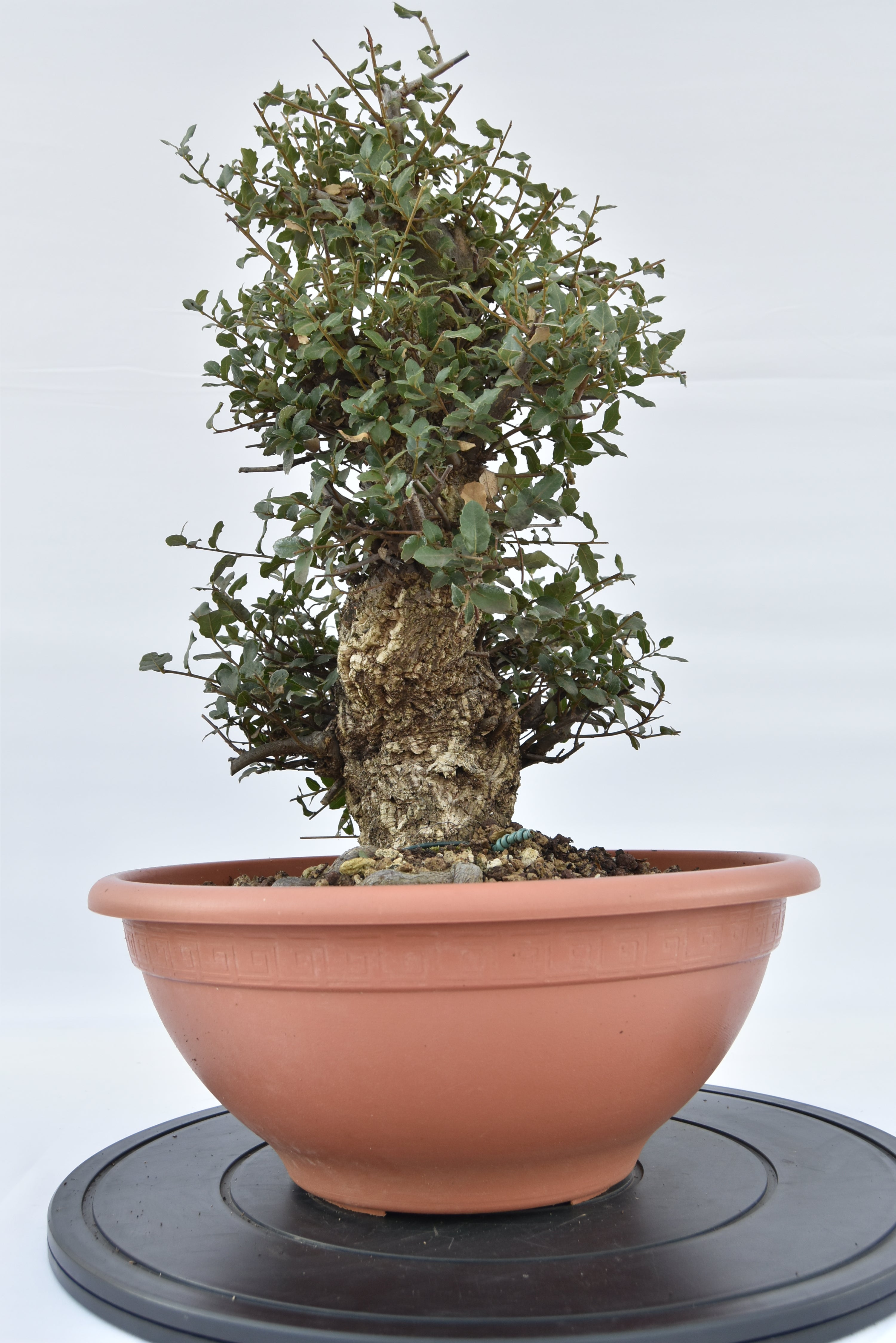 Quercia Sughera €380 | La Gemma del  bonsai