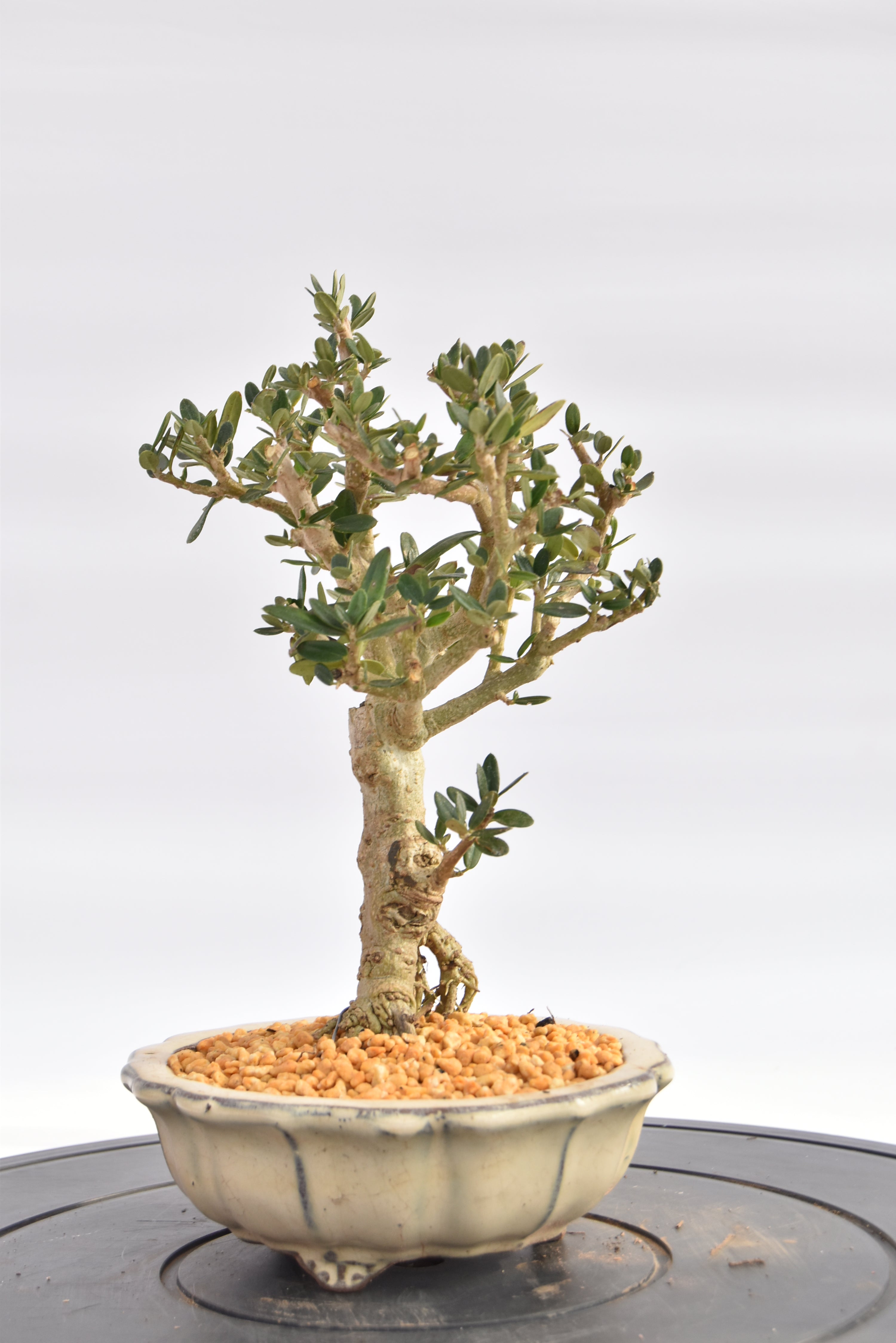 Olivastro € 150 | La Gemma del bonsai