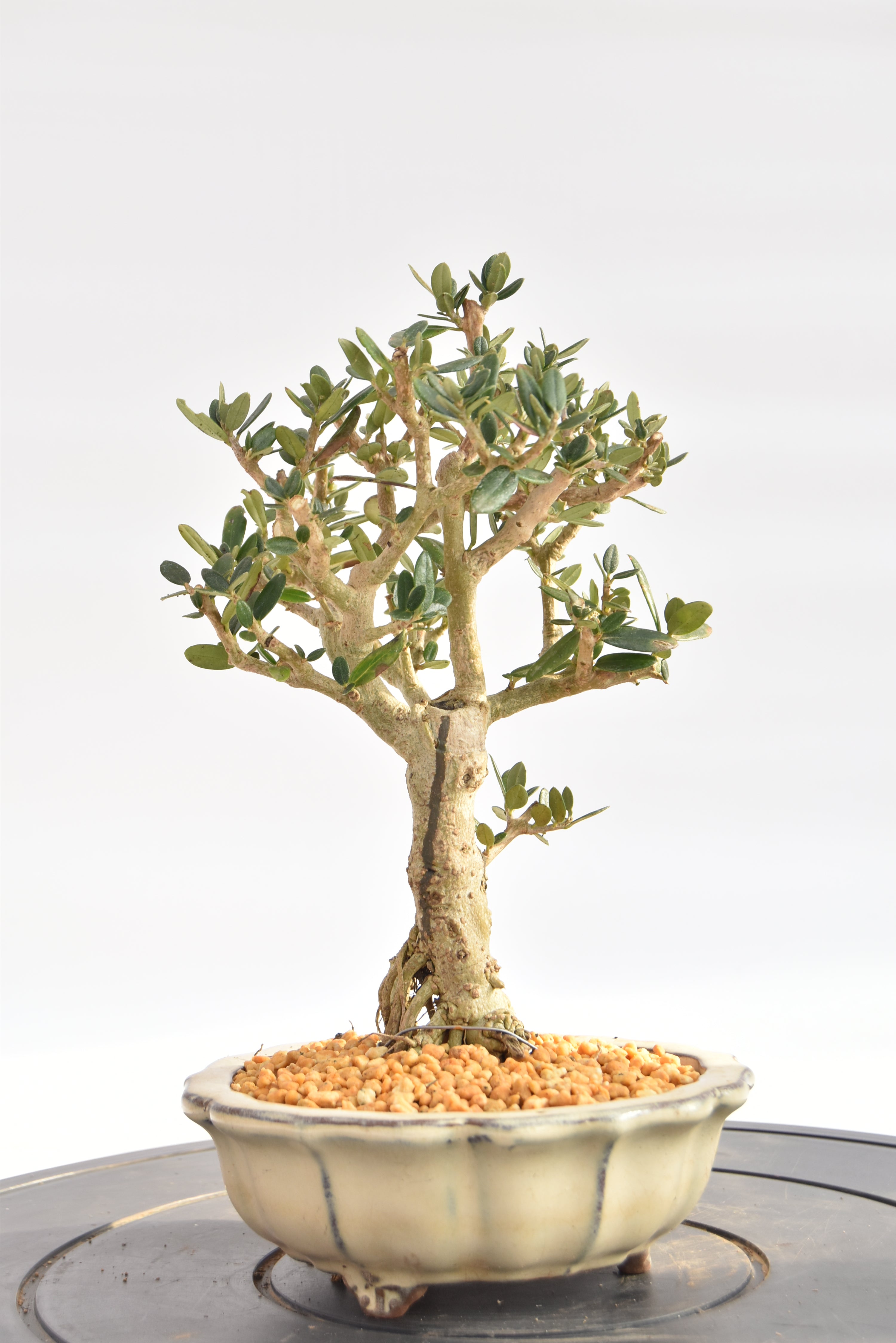 Olivastro € 150 | La Gemma del bonsai