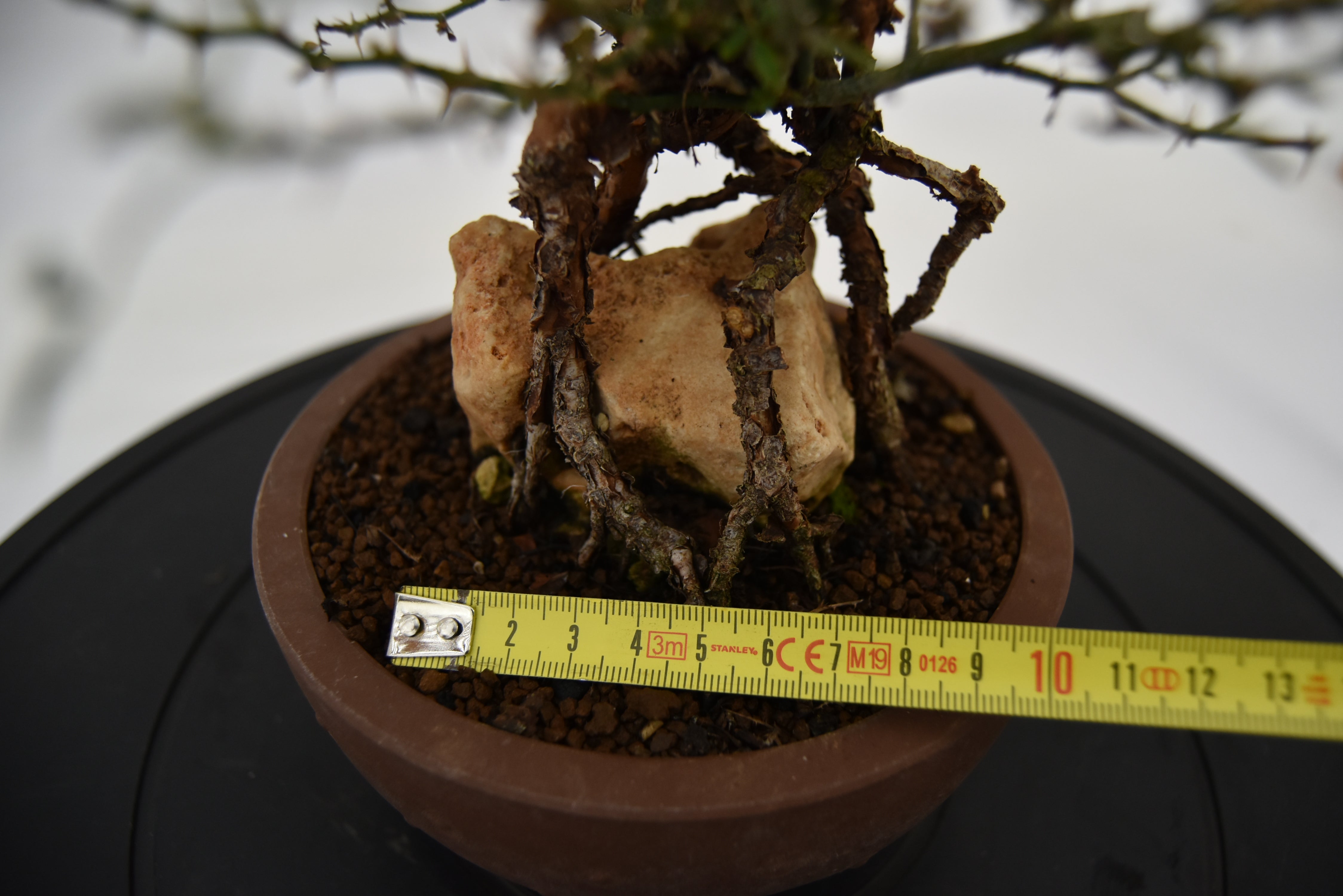 Rosa Japan € 220 | La Gemma del bonsai