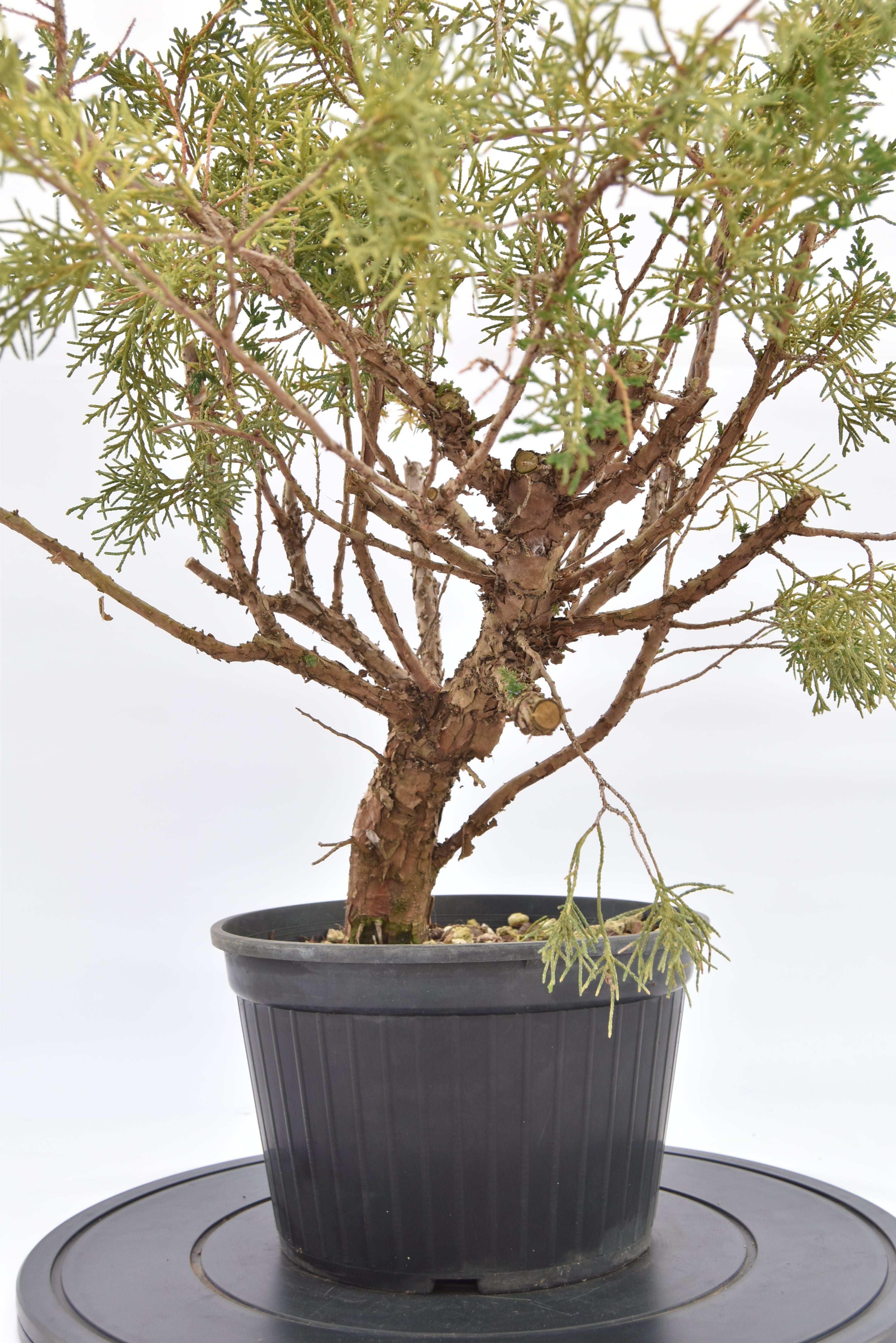 Ginepro Kishu € 100 | La Gemma del bonsai