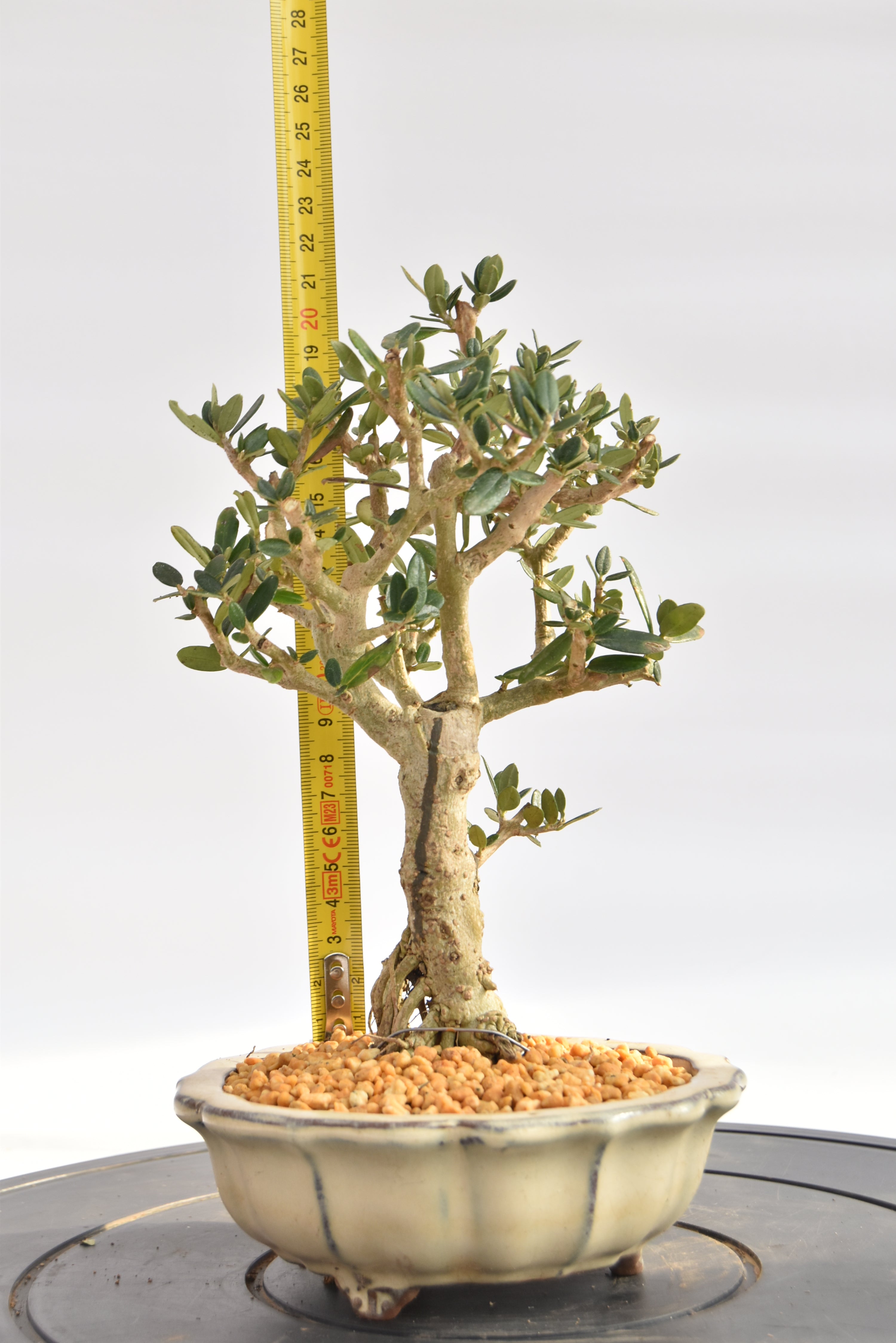 Olivastro € 150 | La Gemma del bonsai