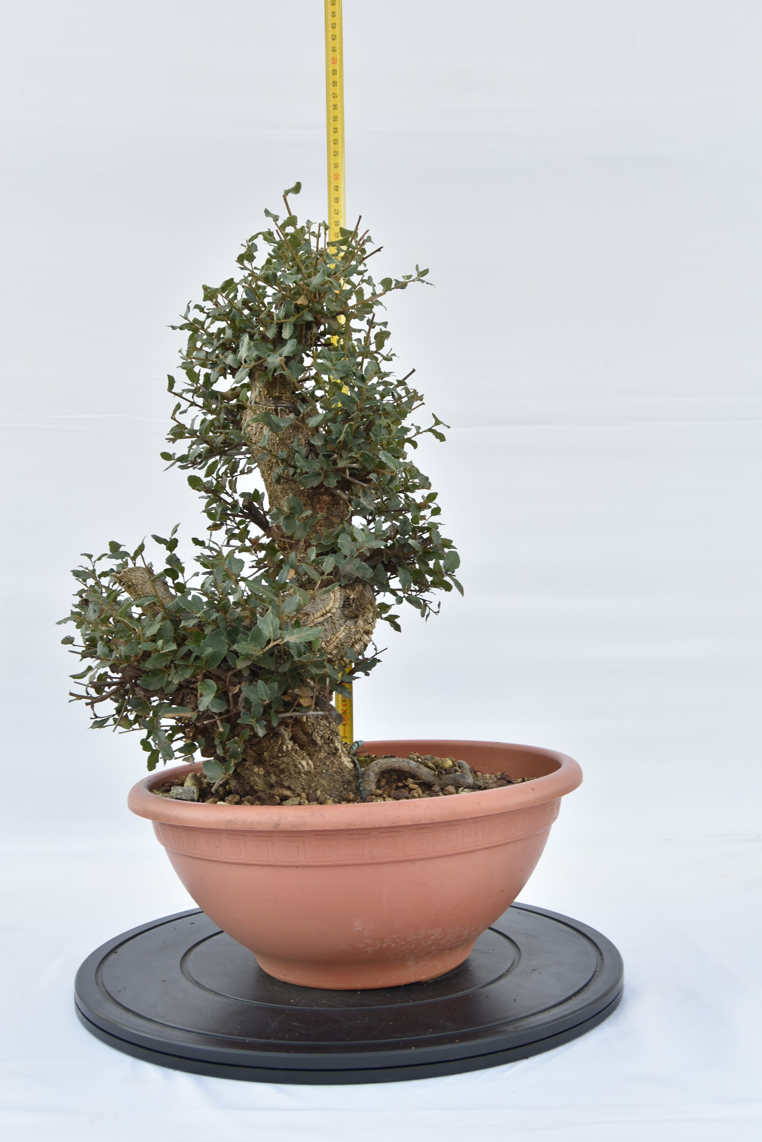 Quercia Sughera €380 | La Gemma del  bonsai