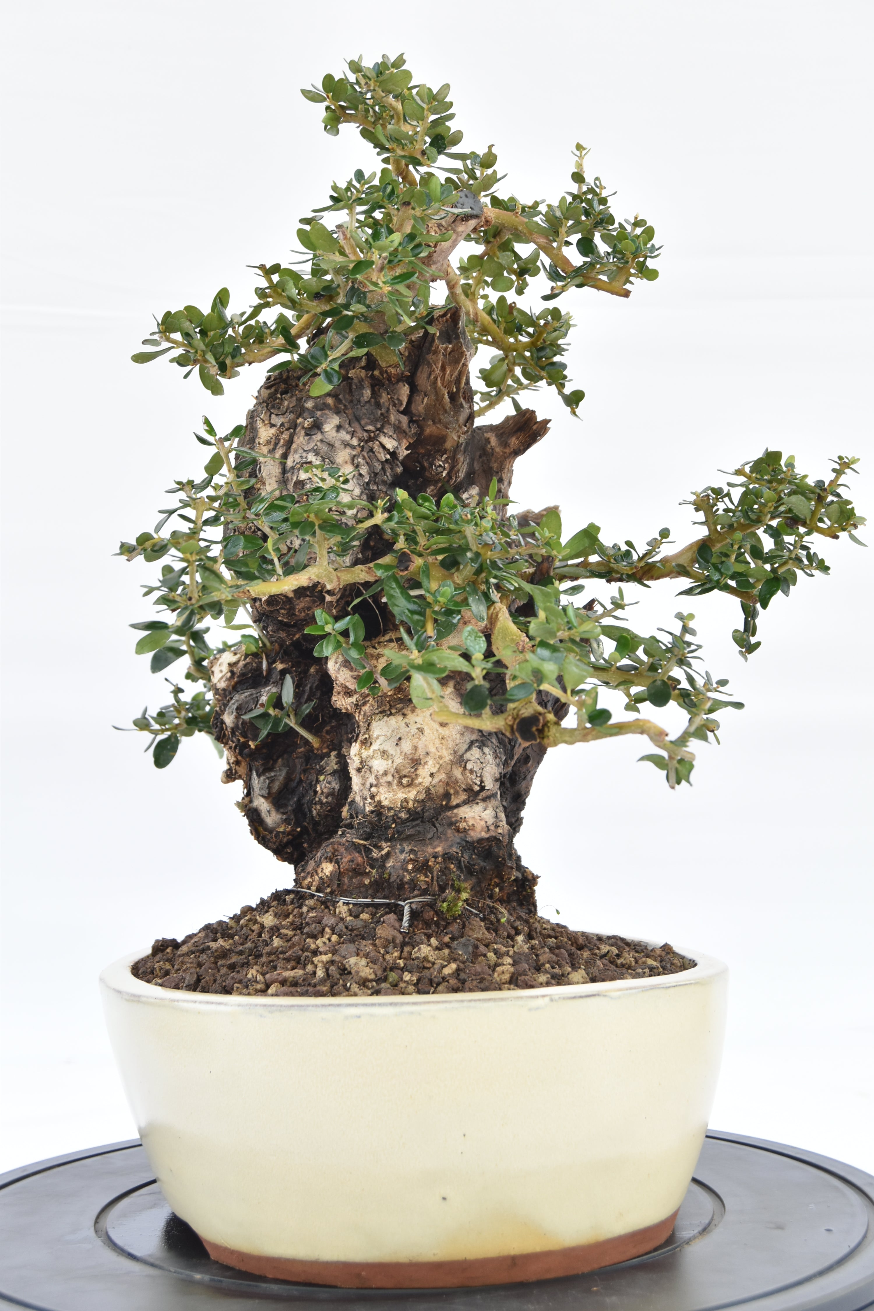 Olivastro € 420 | La Gemma del bonsai