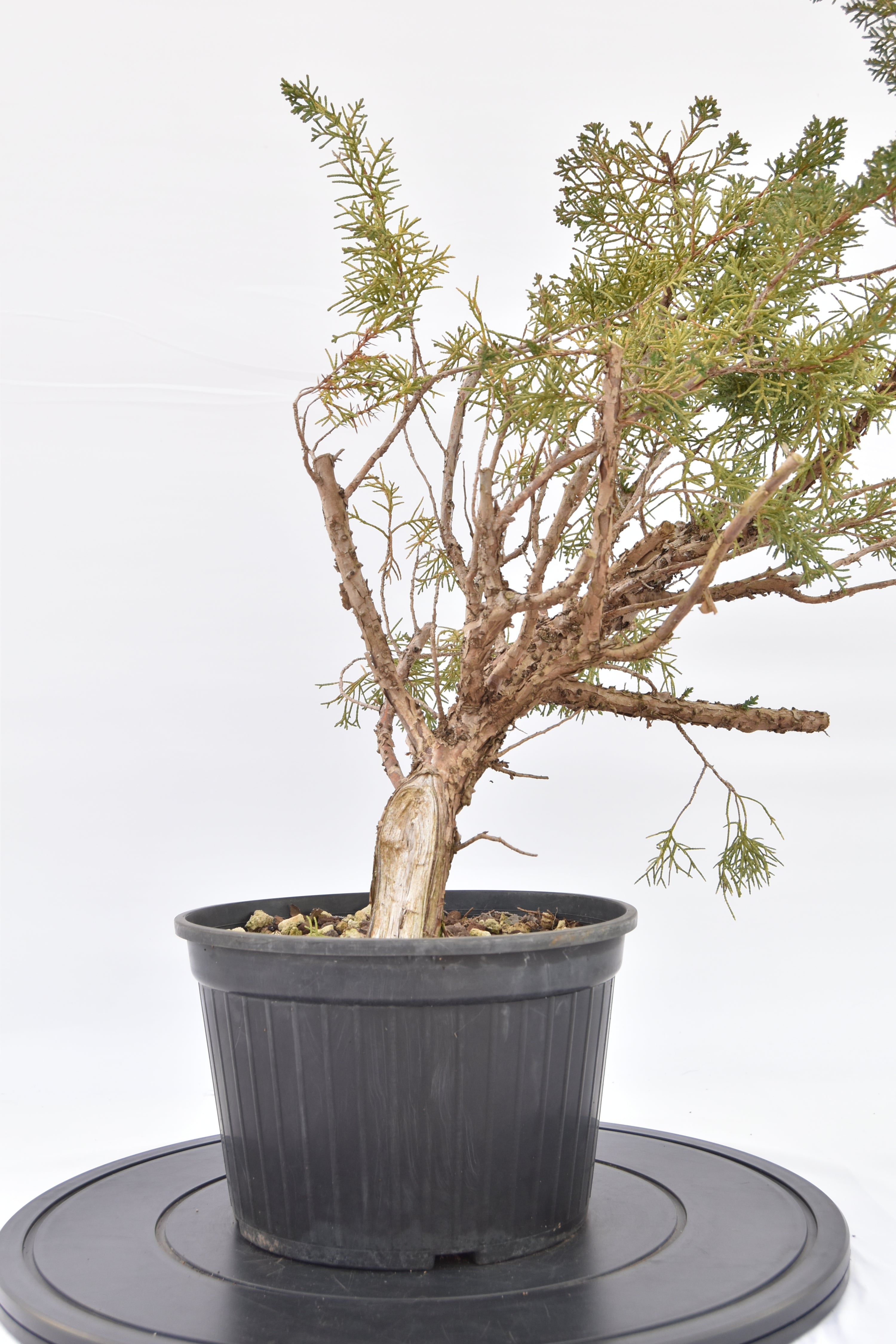 Ginepro Kishu € 100 | La Gemma del bonsai
