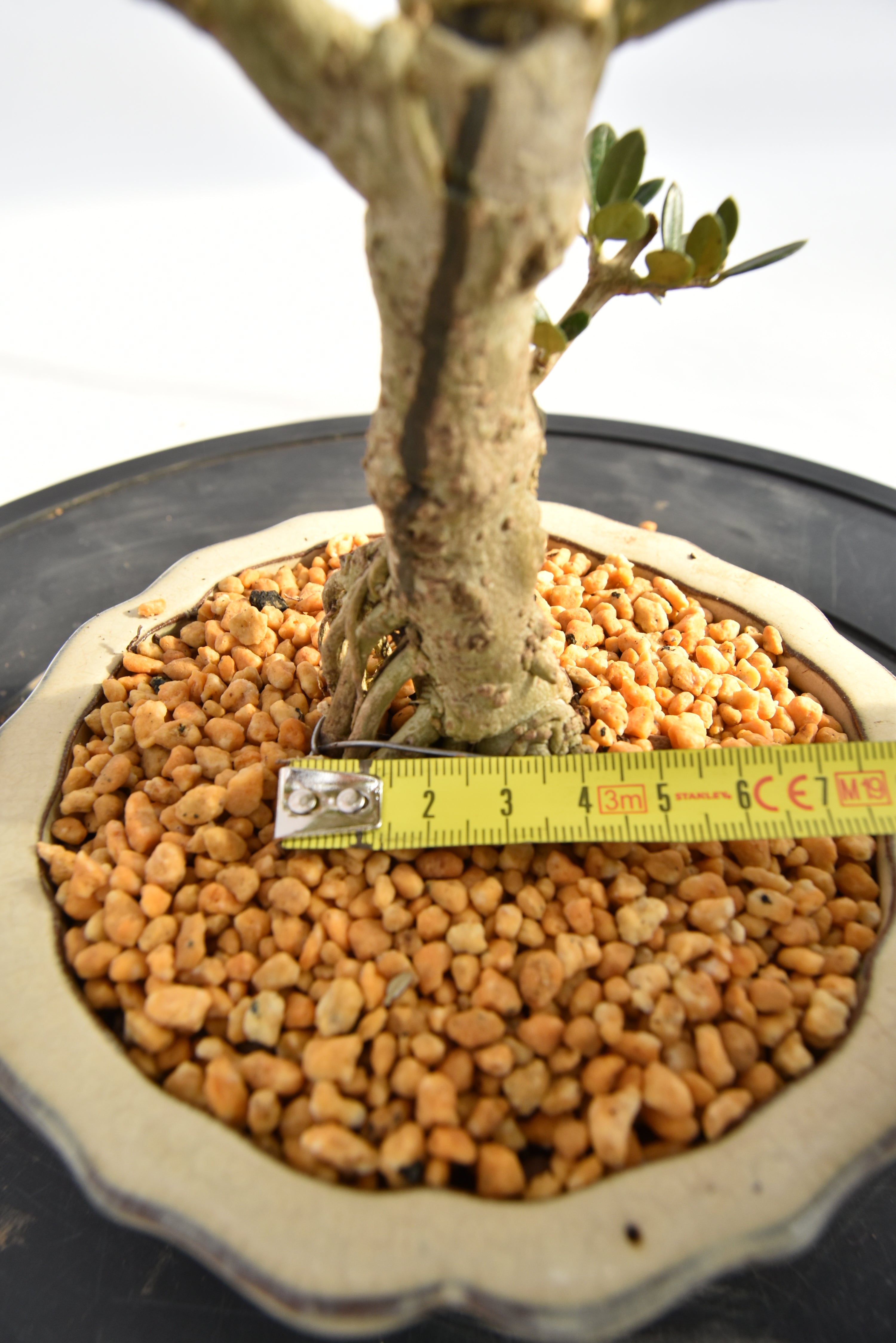 Olivastro € 150 | La Gemma del bonsai