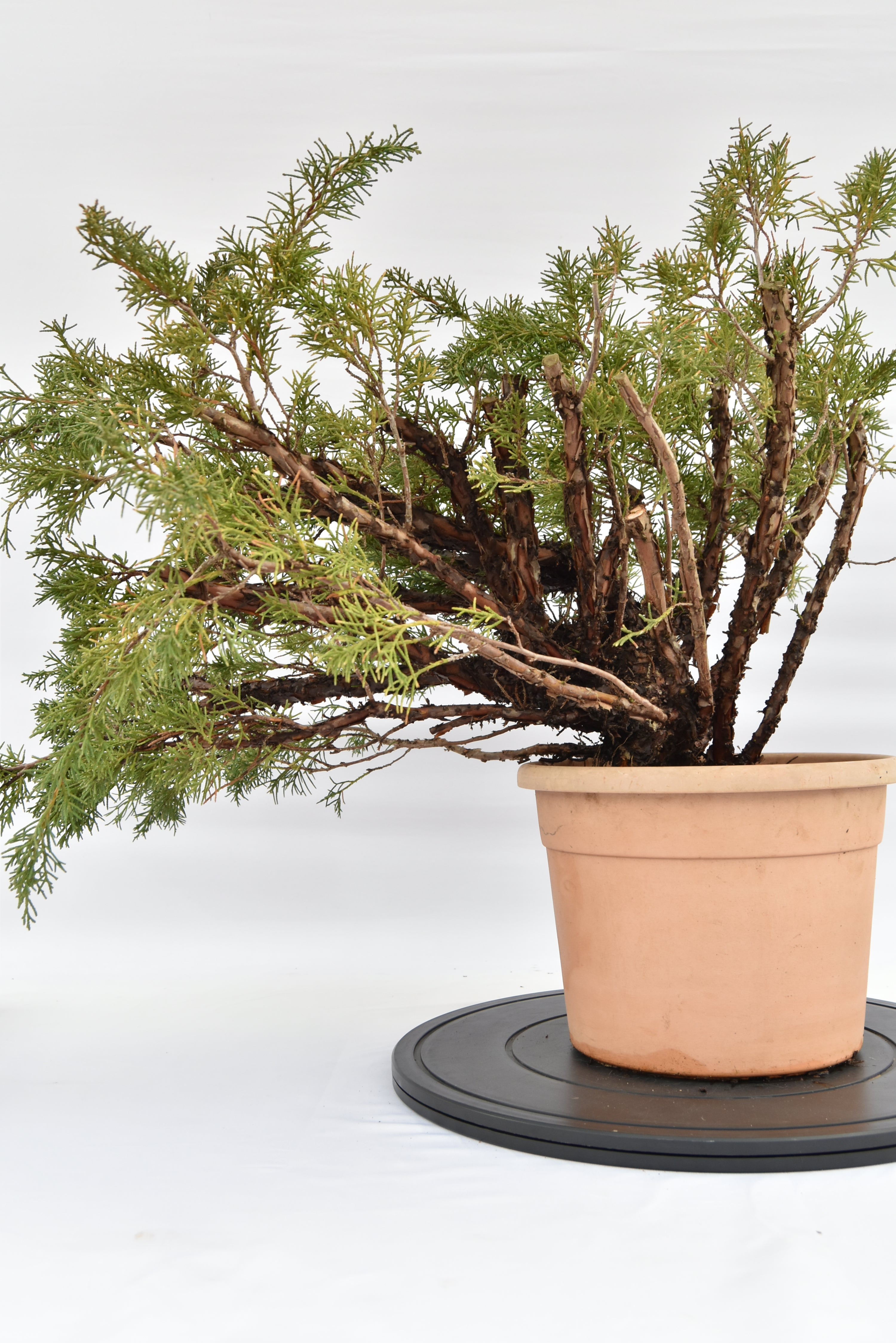 Ginepro Kishu € 100 | La Gemma del bonsai