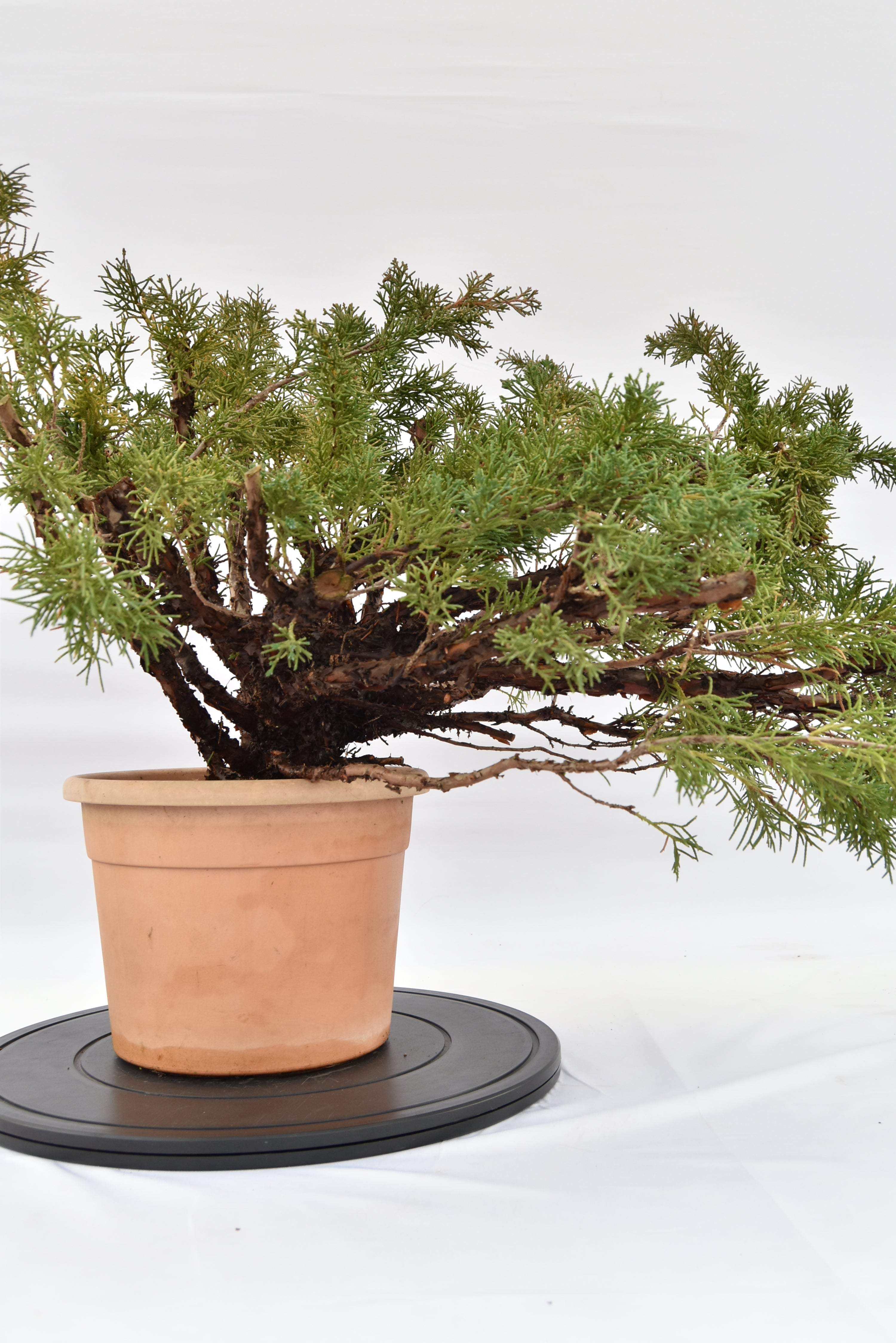 Ginepro Kishu € 100 | La Gemma del bonsai