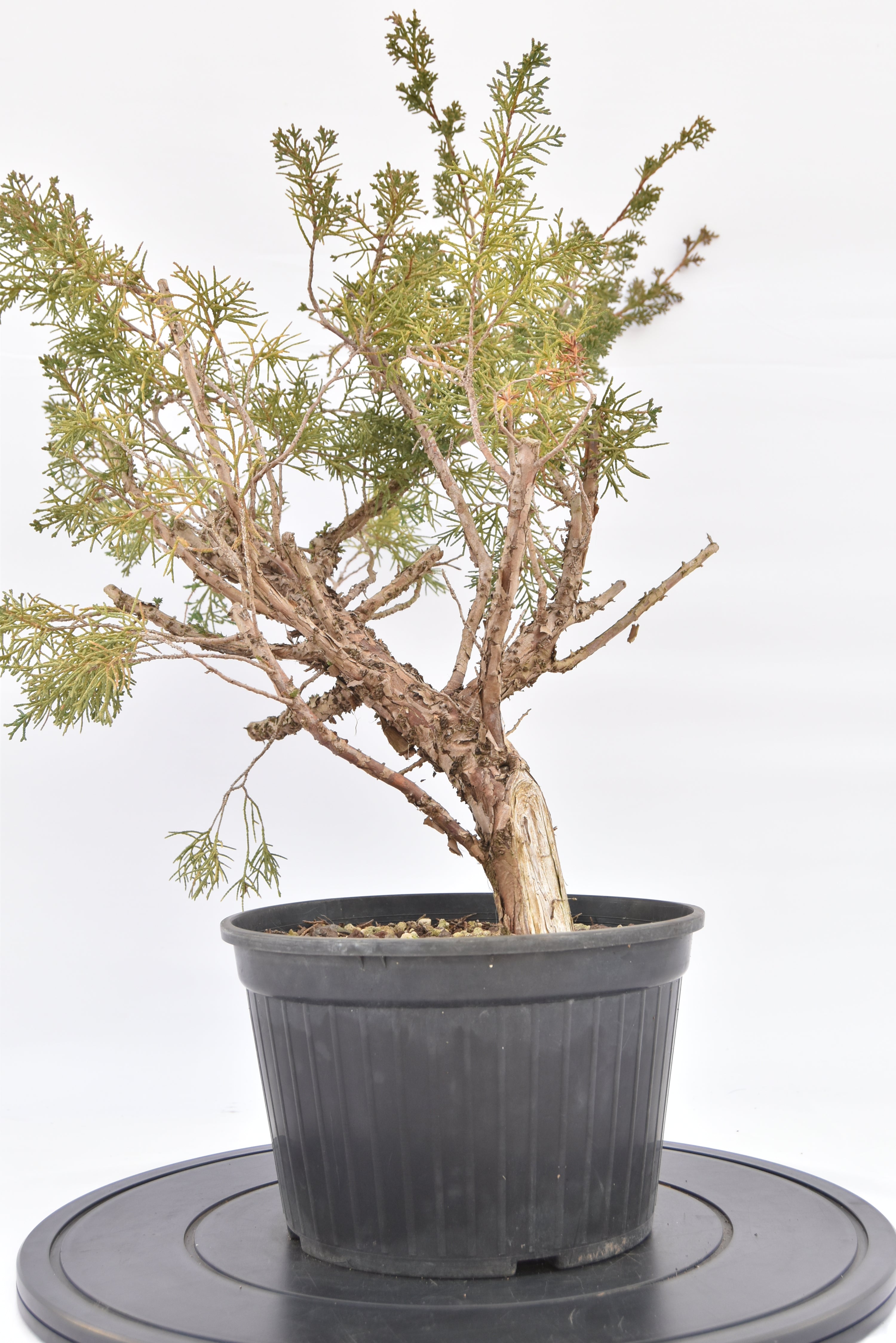 Ginepro Kishu € 100 | La Gemma del bonsai