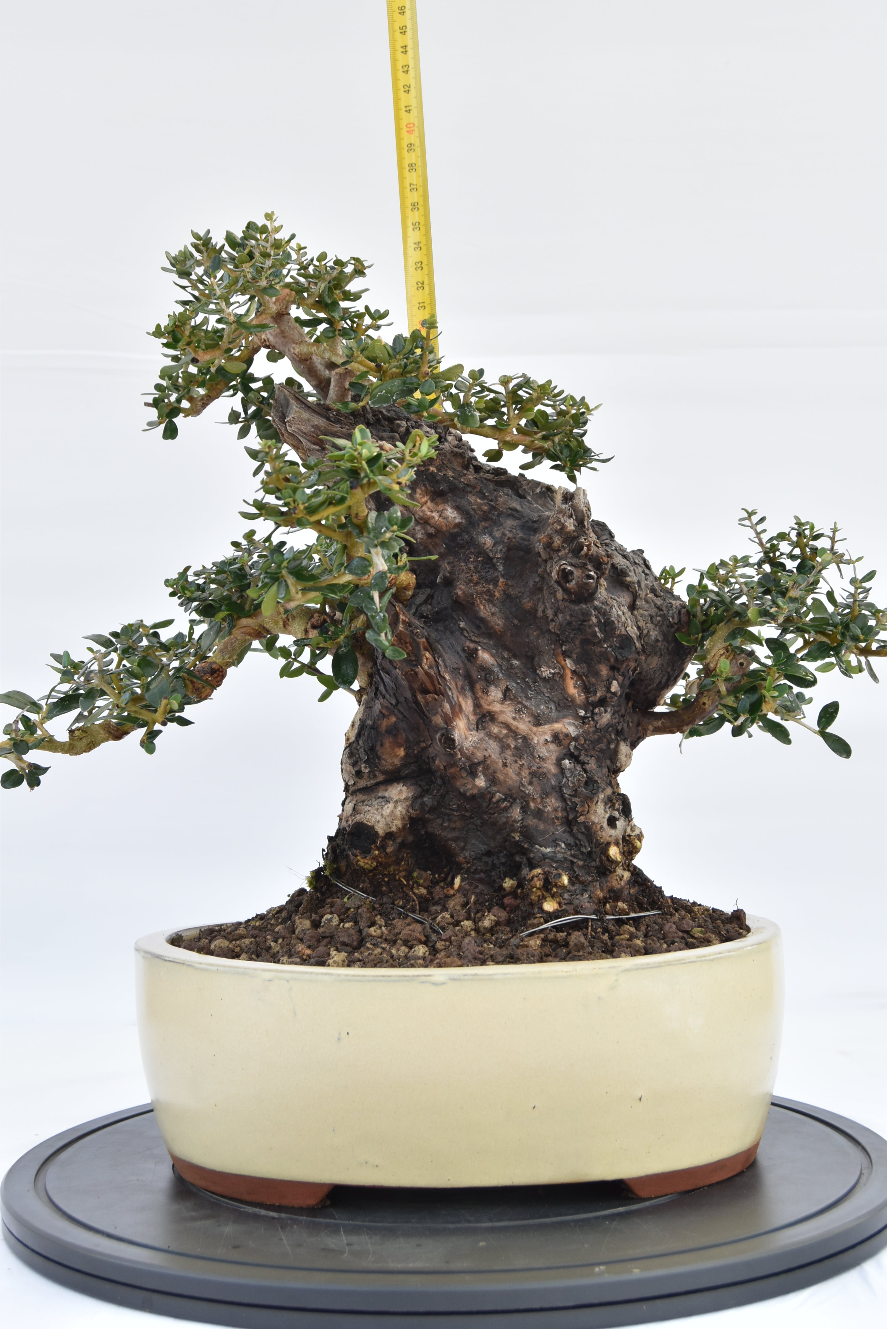 Olivastro € 420 | La Gemma del bonsai