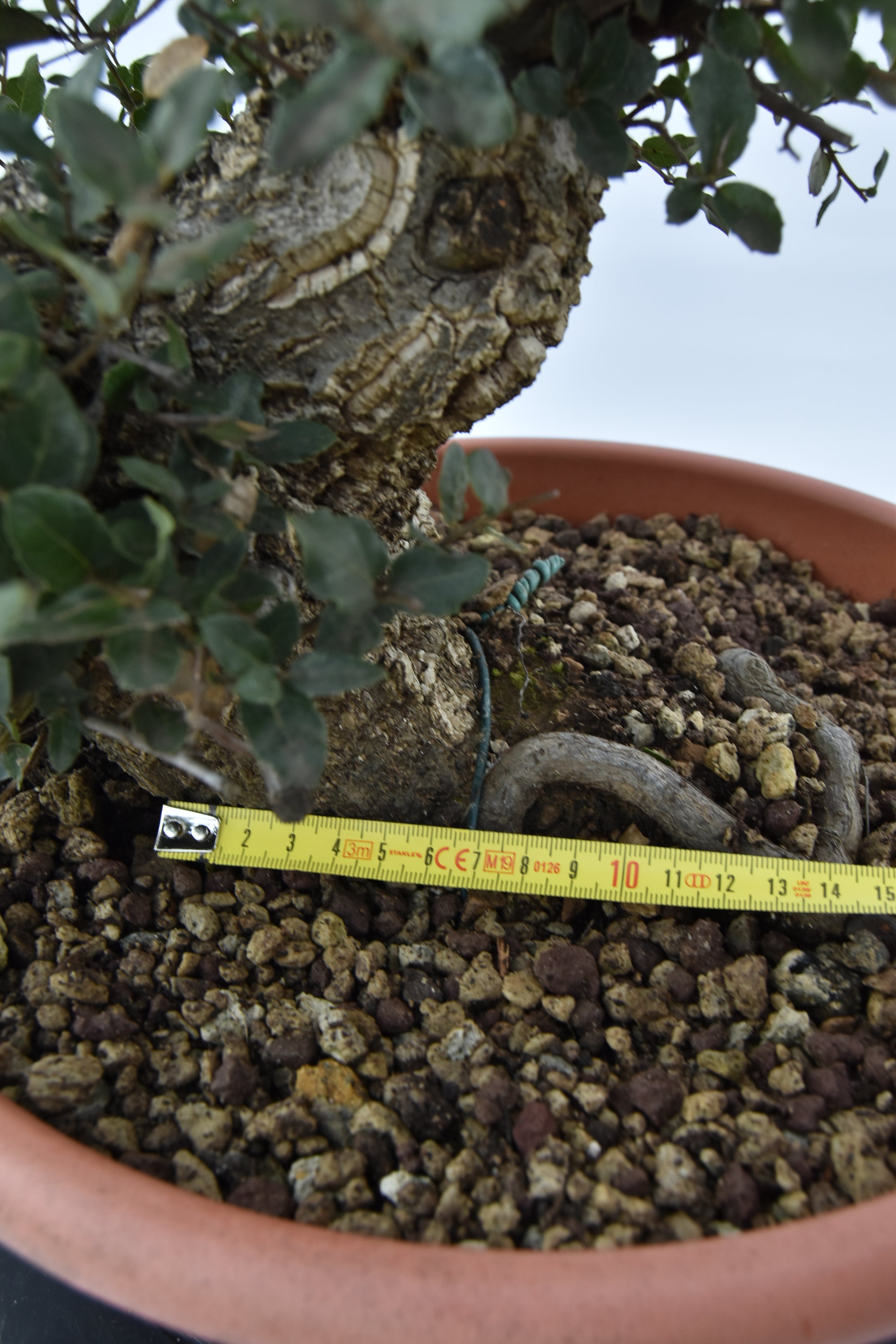 Quercia Sughera €380 | La Gemma del  bonsai