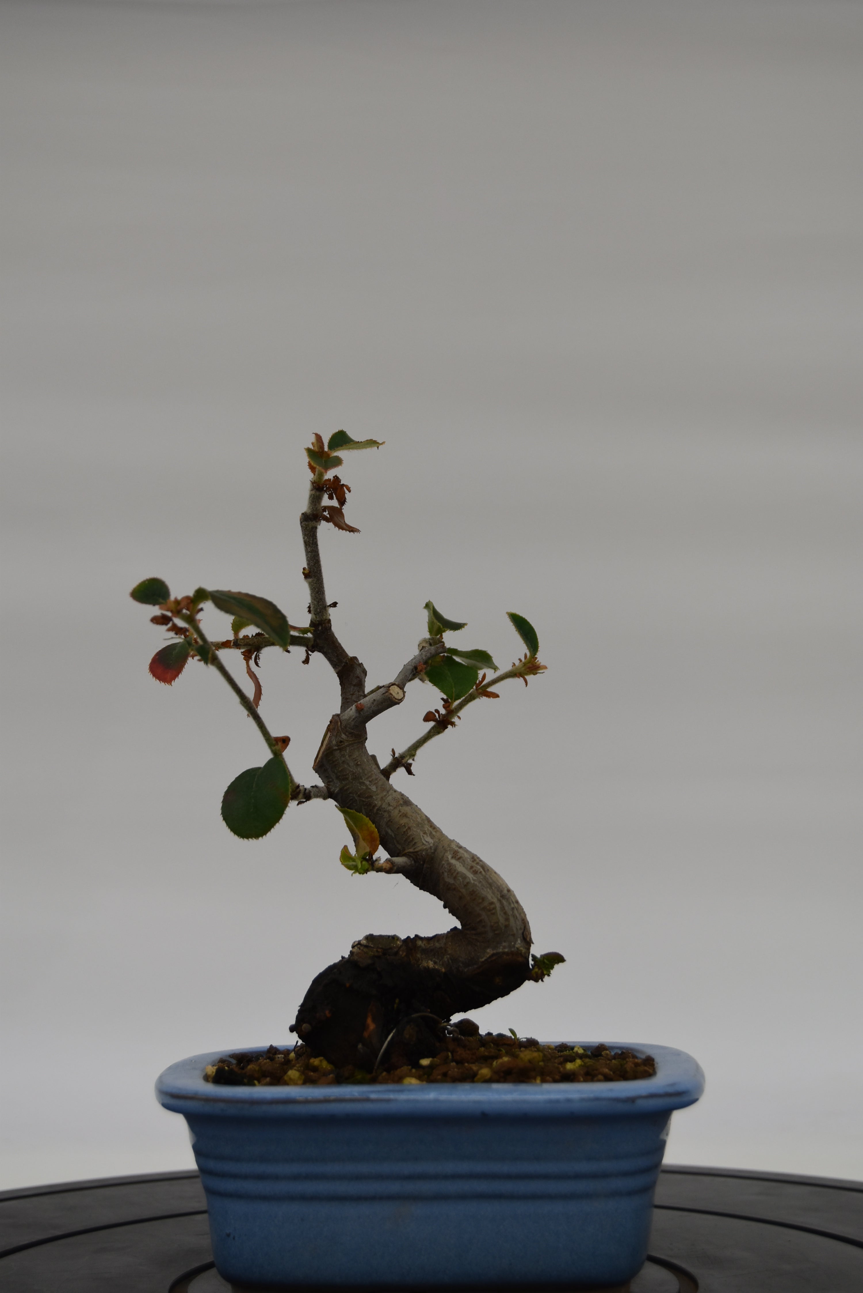 Chòenomeles € 45 | La Gemma del bonsai