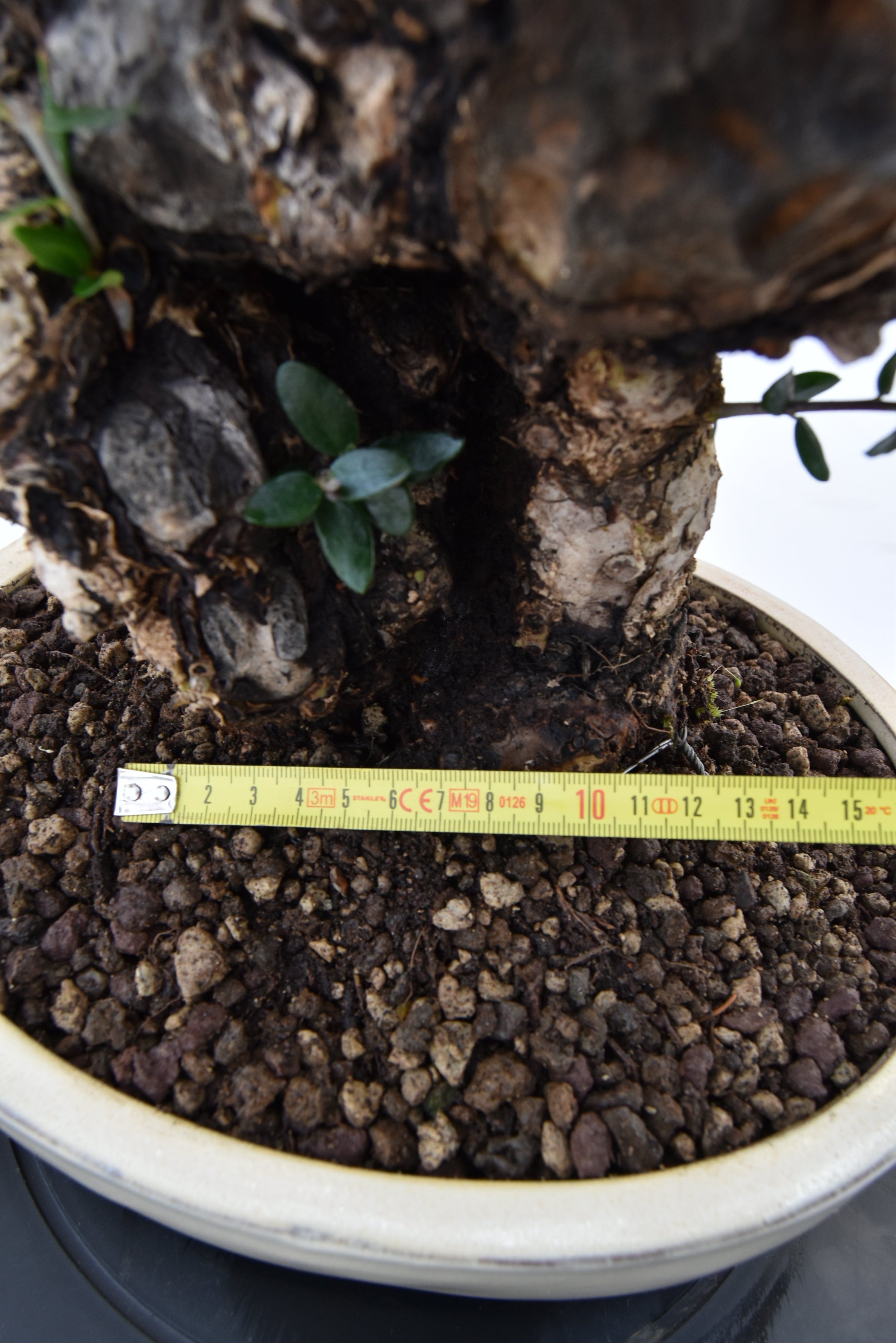 Olivastro € 420 | La Gemma del bonsai