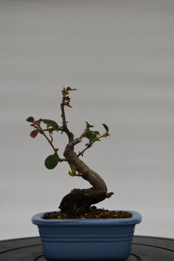 Chòenomeles € 45 | La Gemma del bonsai