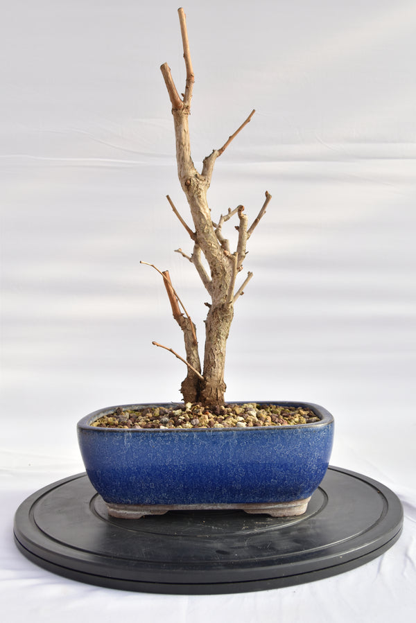 Ginkgo Biloba € 220 | La Gemma del bonsai