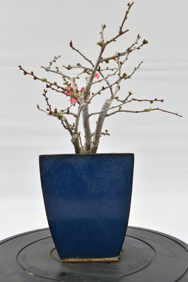 Chaenomeles rosa € 150 | La Gemma del bonsai