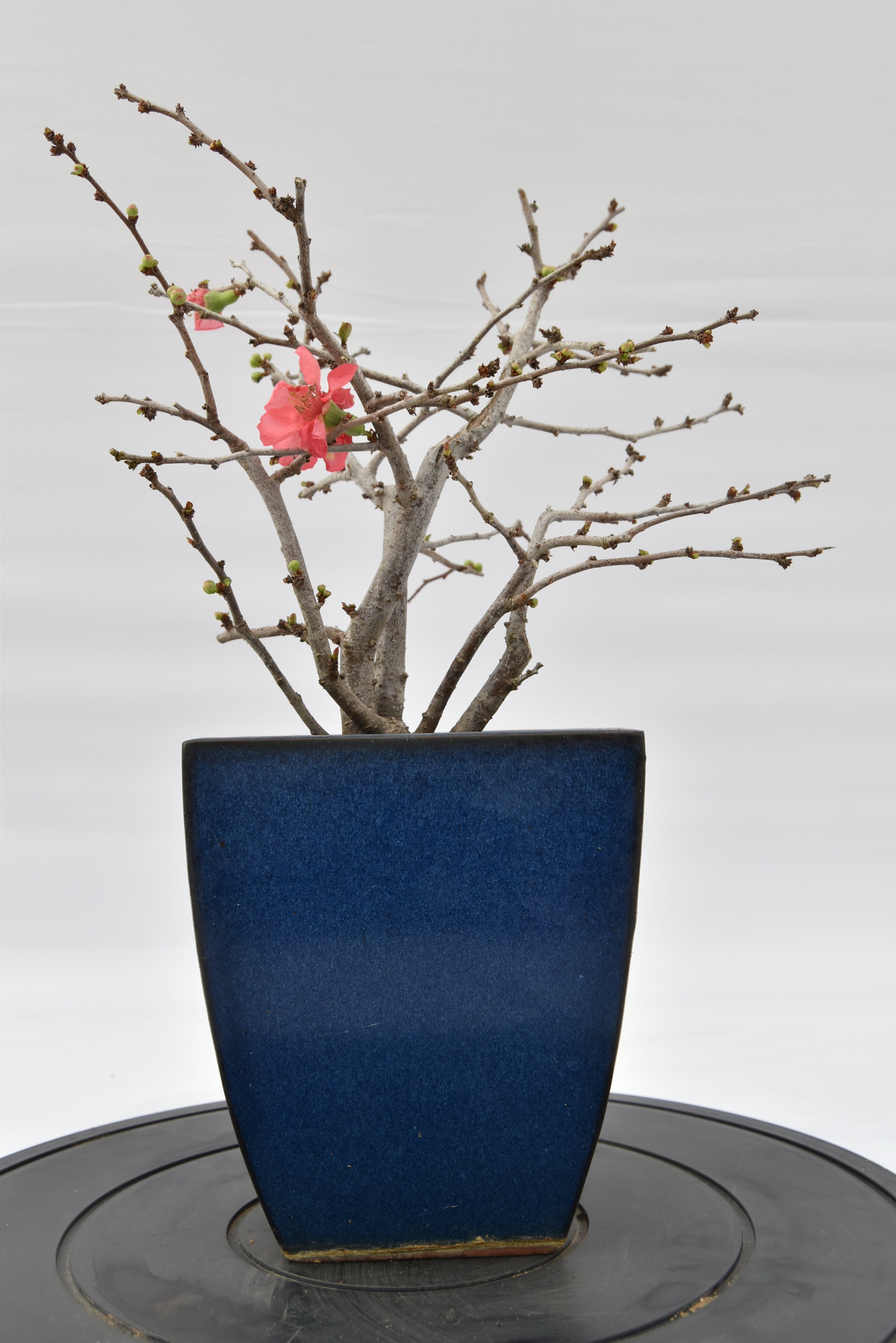 Chaenomeles rosa € 150 | La Gemma del bonsai