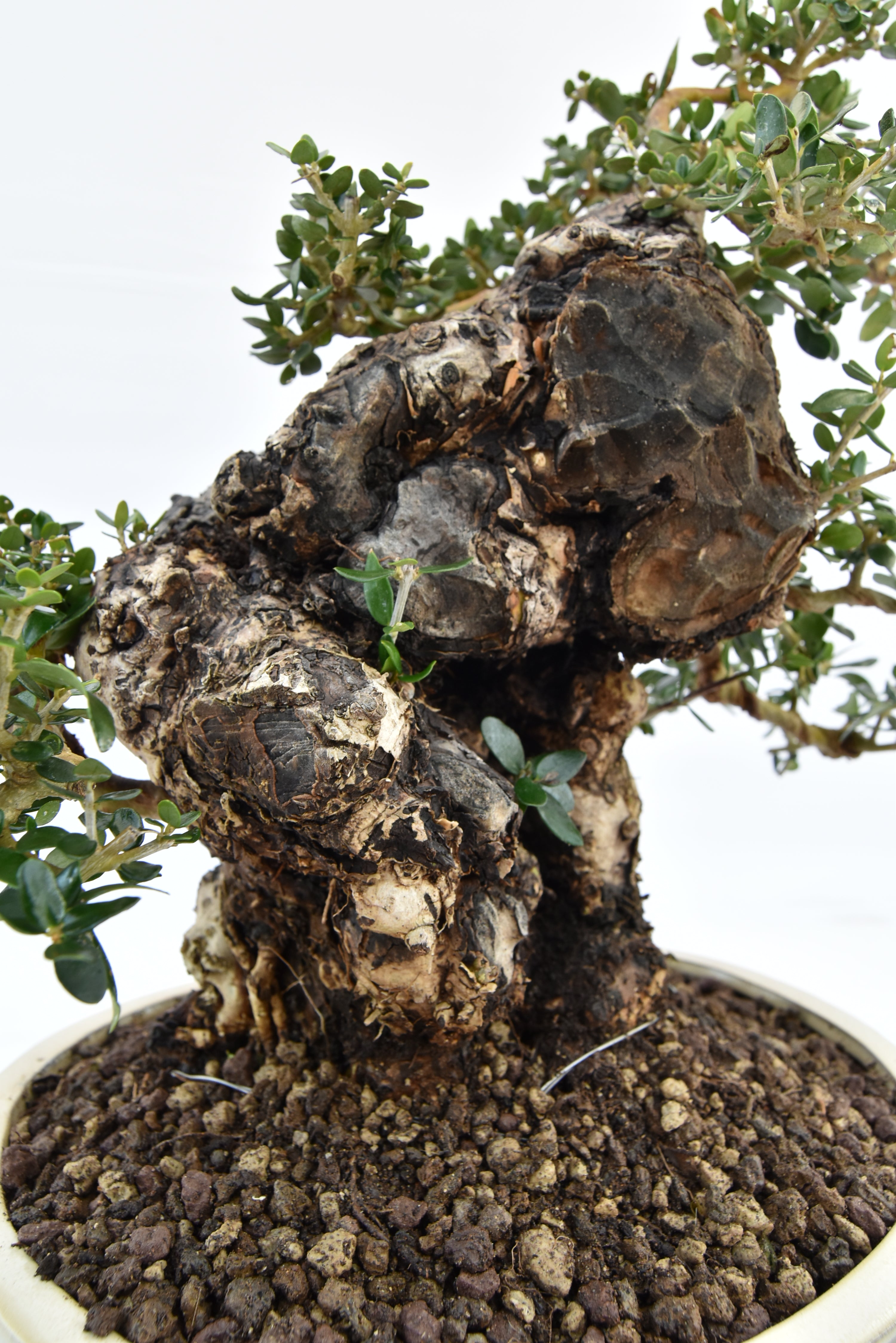 Olivastro € 420 | La Gemma del bonsai