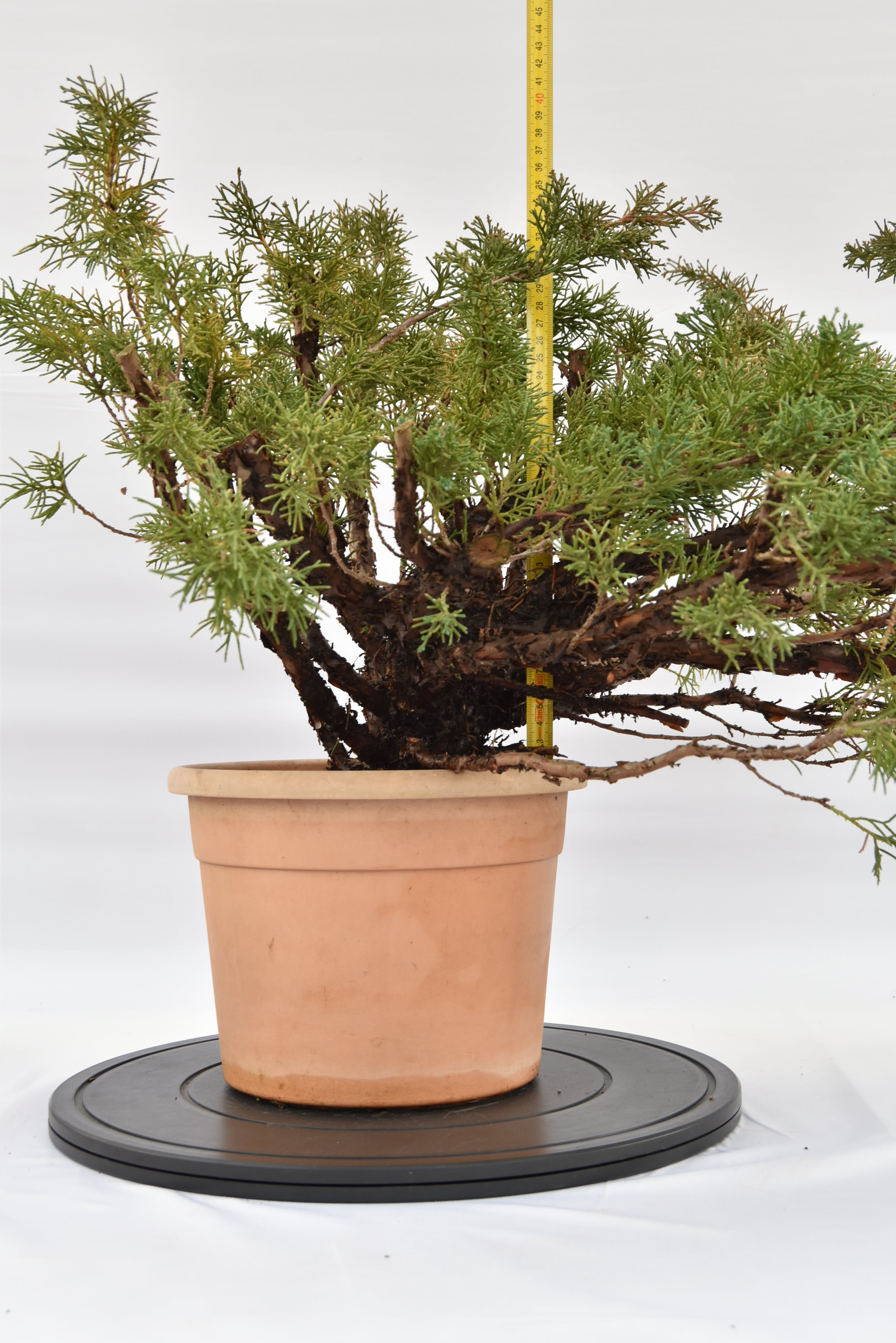 Ginepro Kishu € 100 | La Gemma del bonsai