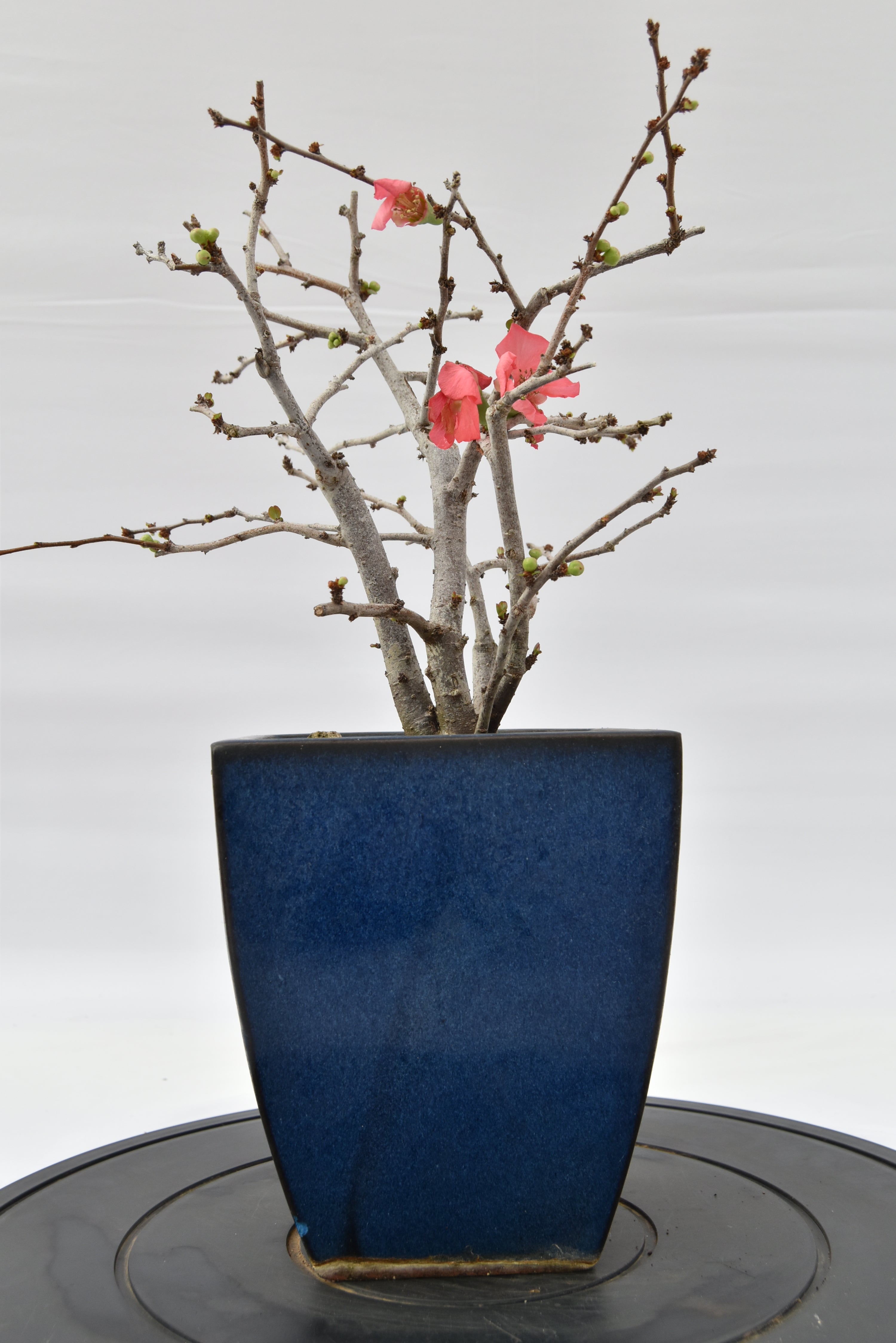 Chaenomeles rosa € 150 | La Gemma del bonsai