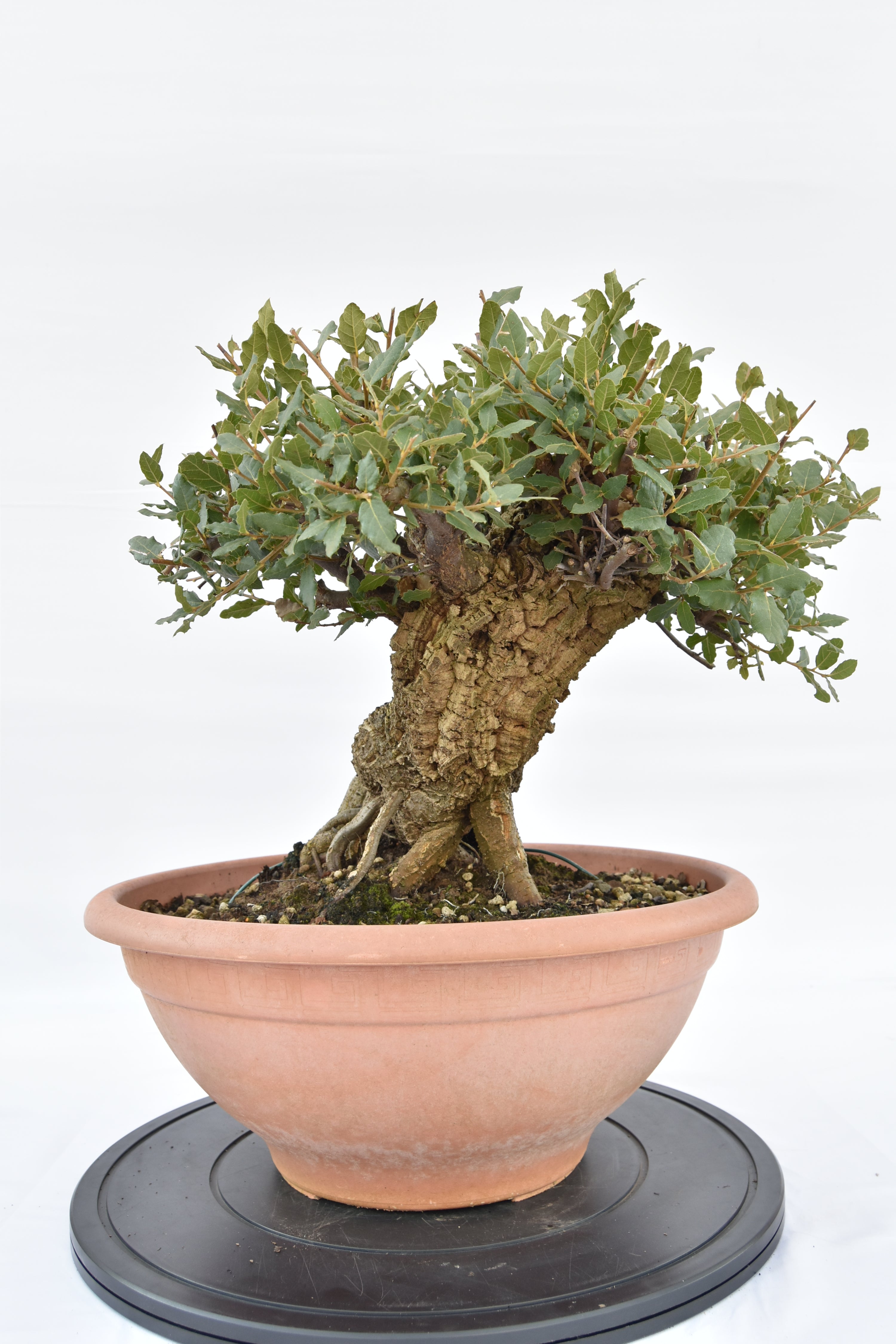 Quercia Sughera €380 | La Gemma del bonsai
