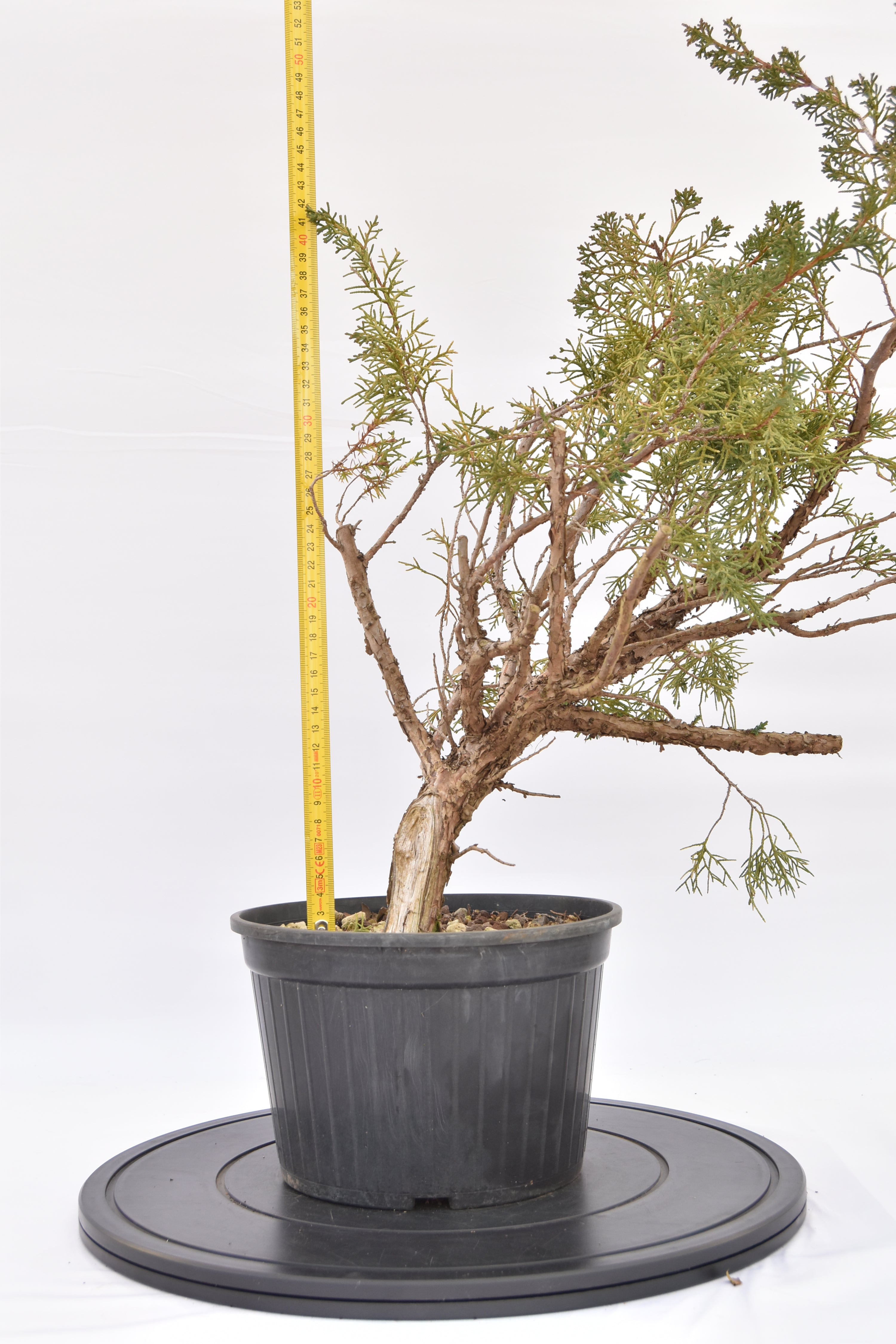 Ginepro Kishu € 100 | La Gemma del bonsai