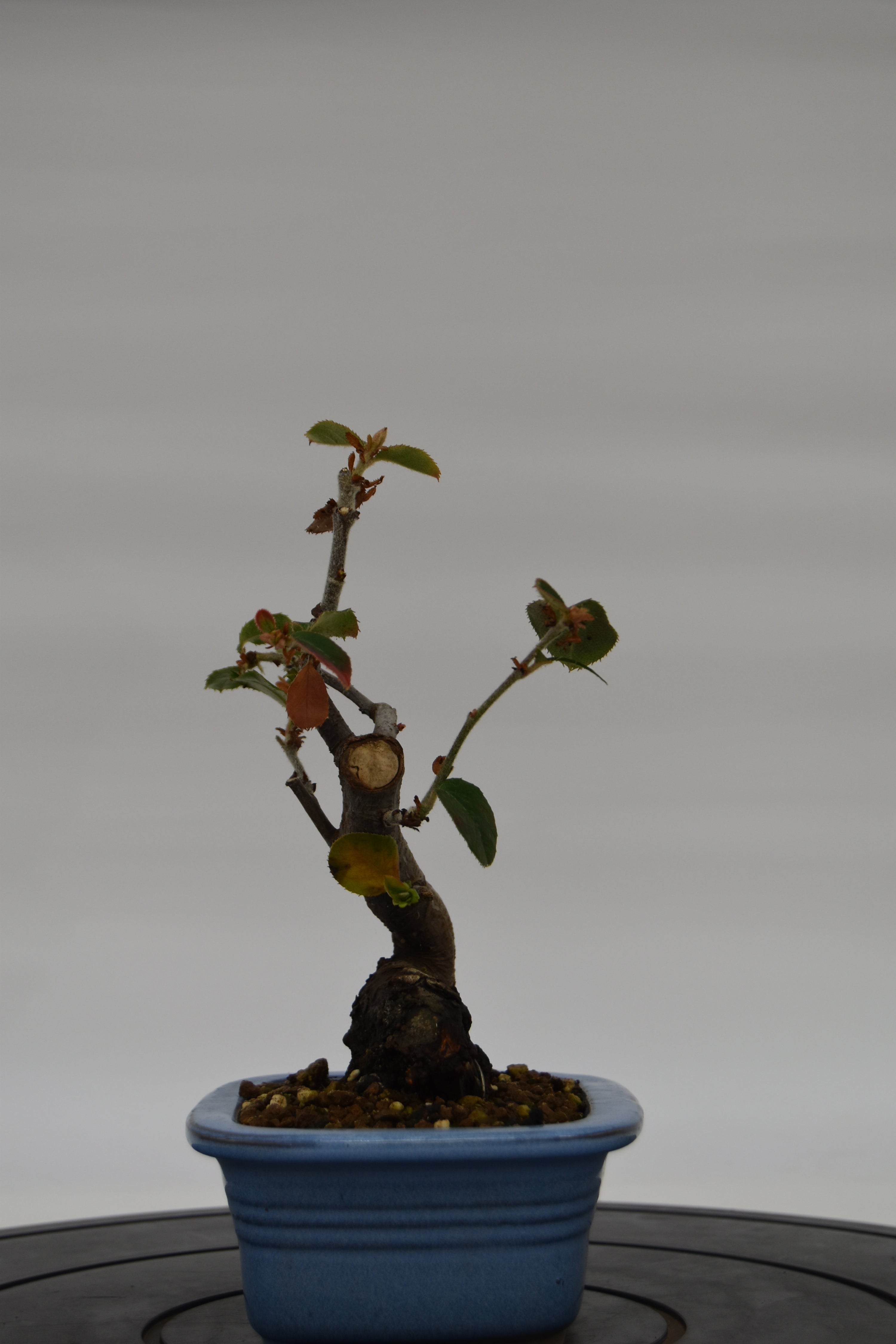 Chòenomeles € 45 | La Gemma del bonsai