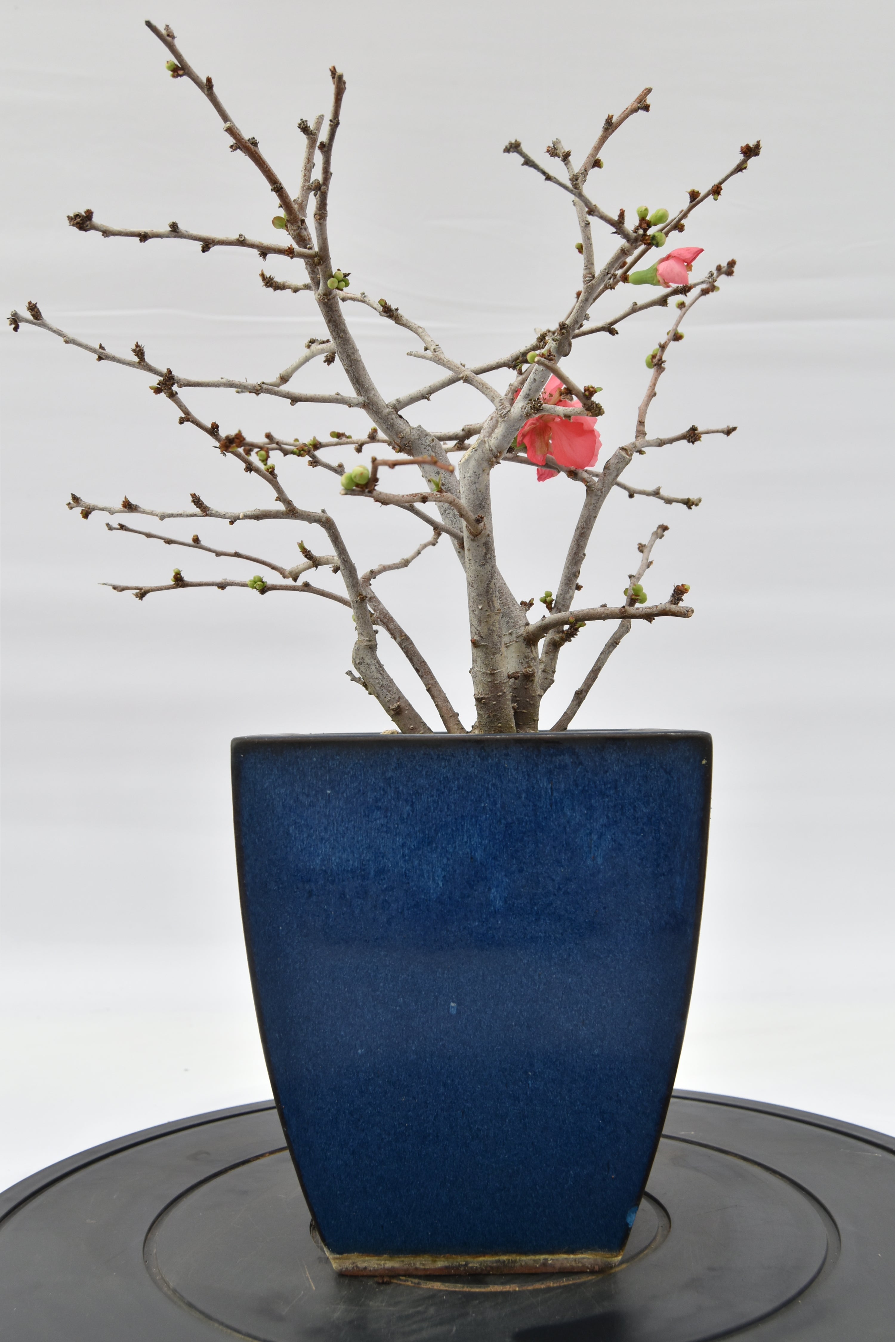 Chaenomeles rosa € 150 | La Gemma del bonsai