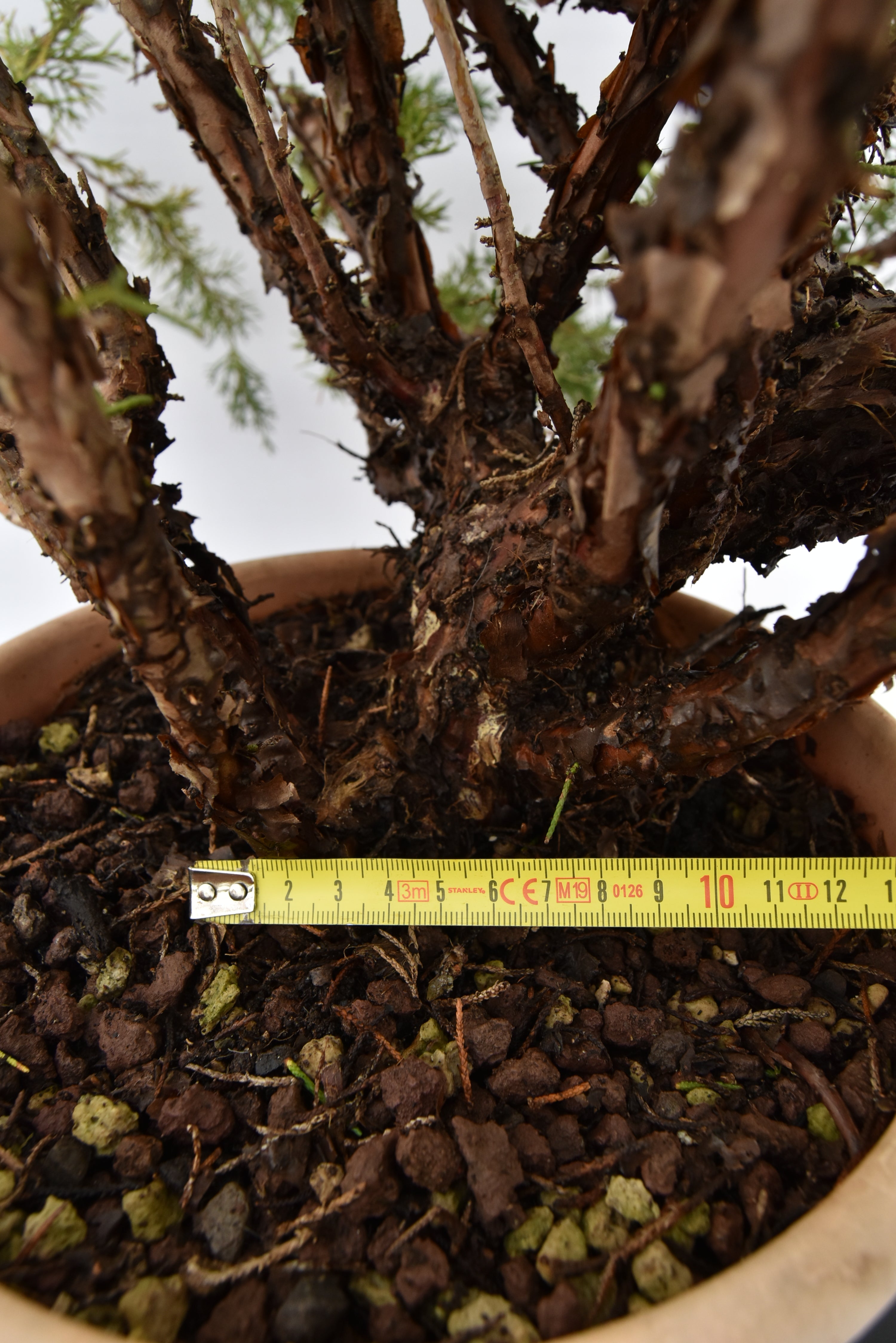 Ginepro Kishu € 100 | La Gemma del bonsai