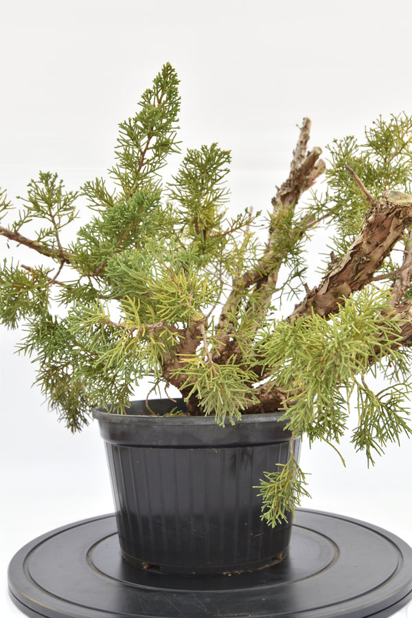 Ginepro Kishu € 100 | La Gemma del bonsai